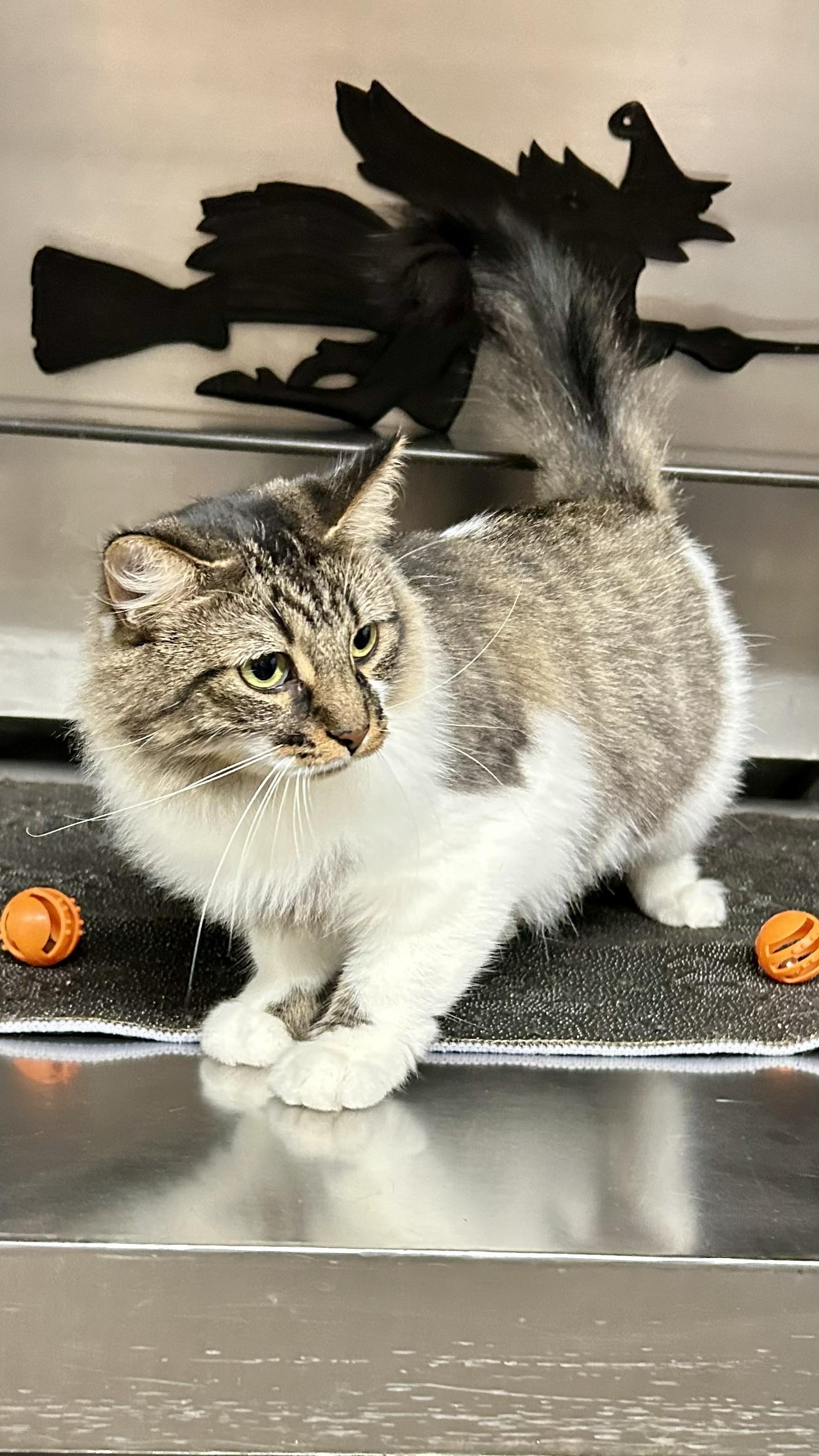 Trixie, a ADOPTABLE Tabby in Crestwood, MO image 5/6