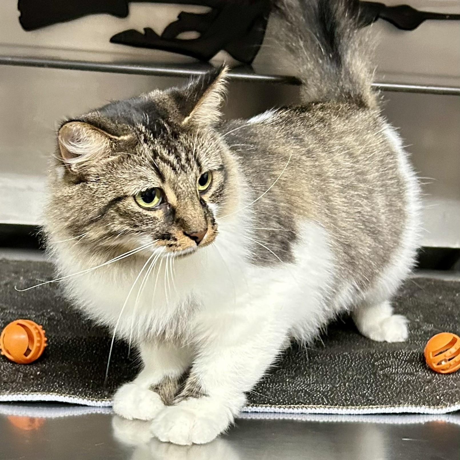 Enlarge Trixie, a Adoptable Tabby in Crestwood, MO image 5/6