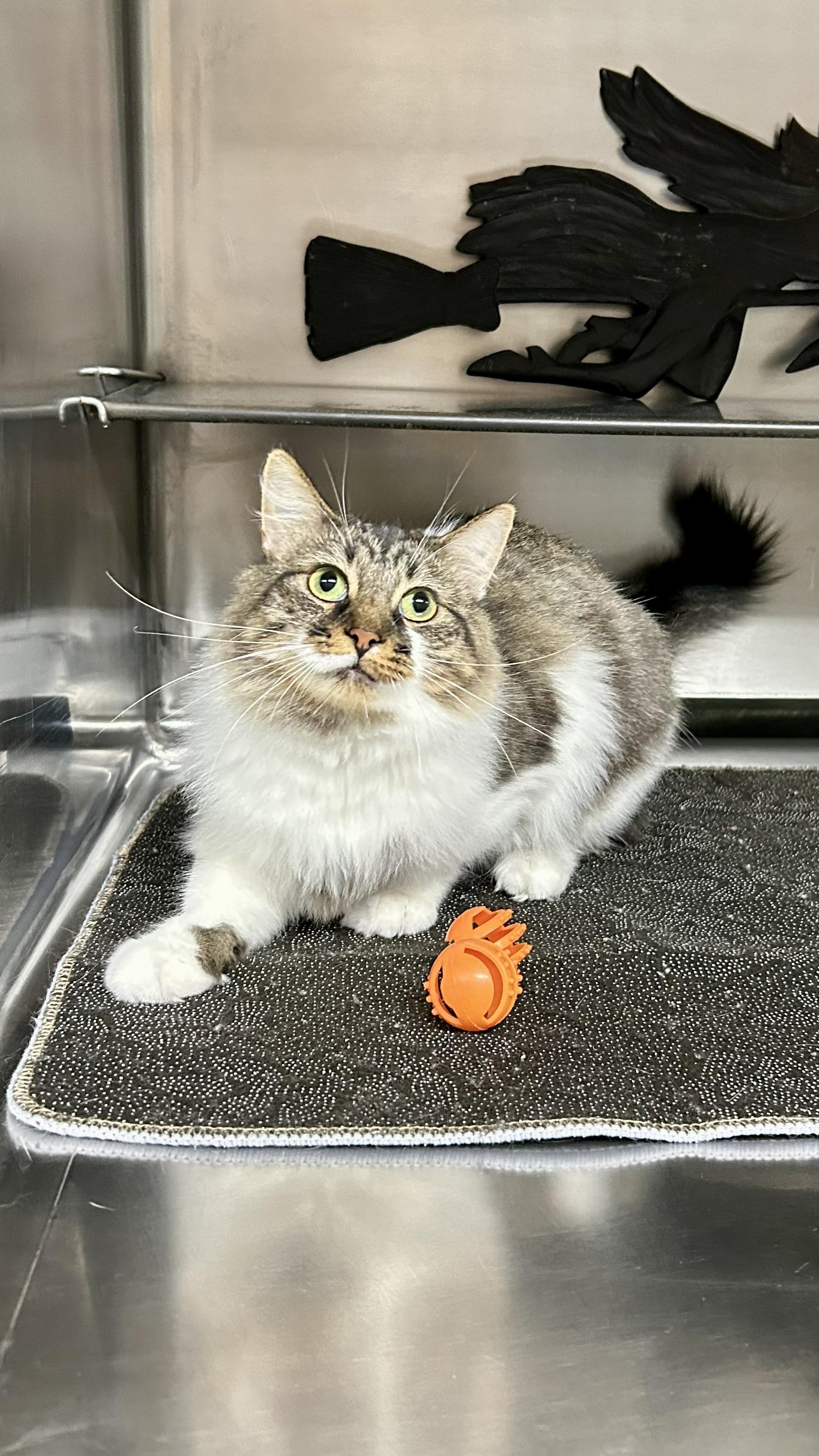 Trixie, a ADOPTABLE Tabby in Crestwood, MO image 4/6