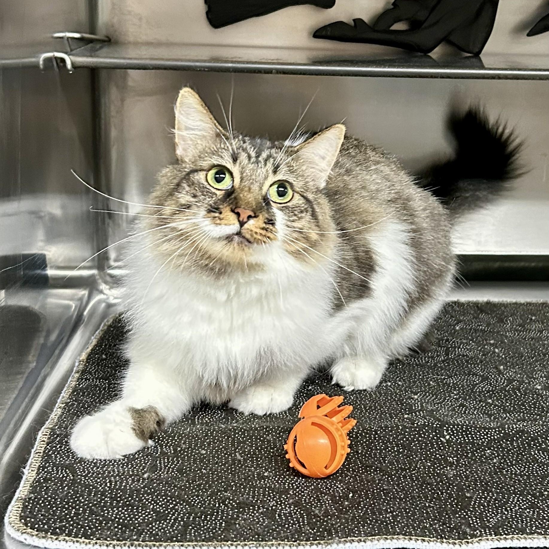 Enlarge Trixie, a Adoptable Tabby in Crestwood, MO image 4/6