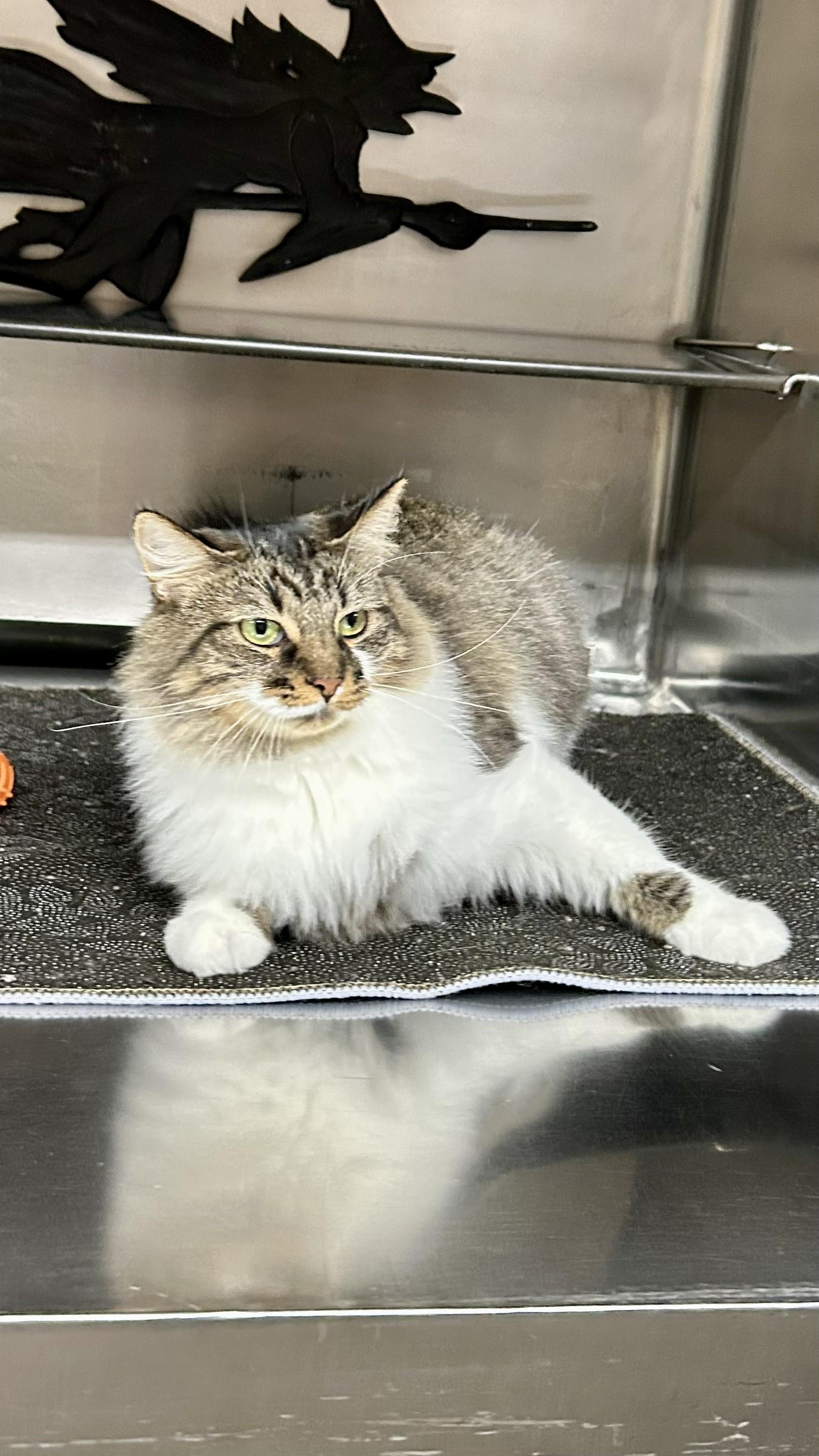 Trixie, a ADOPTABLE Tabby in Crestwood, MO image 6/6
