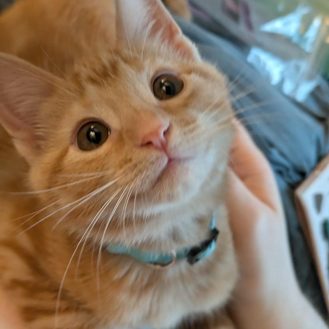 Carnitas, adopted, Kitten Male Tabby.