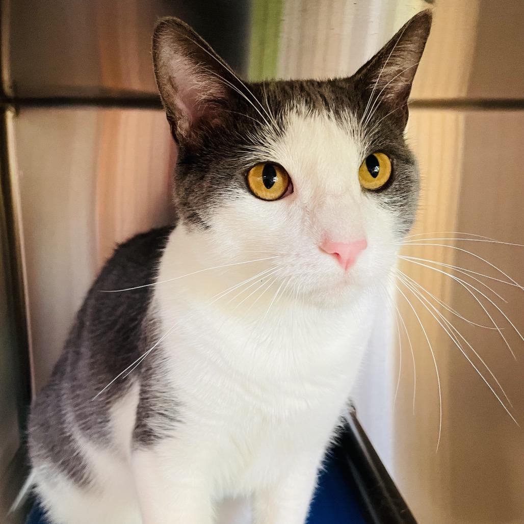 Sucar, Adoptable, Adult Male Domestic Short Hair.