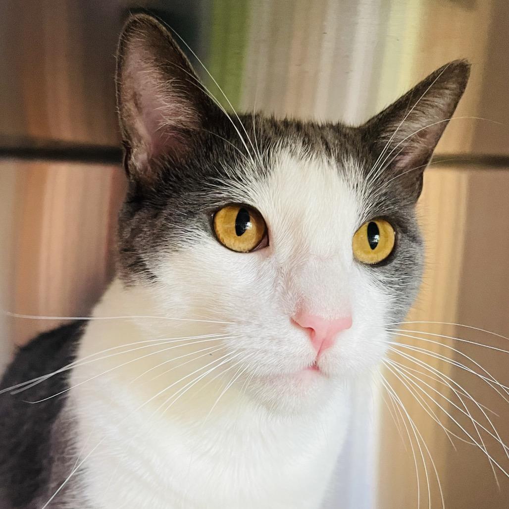 Sucar, a Adoptable Domestic Short Hair in Columbia Station, OH image 2/6