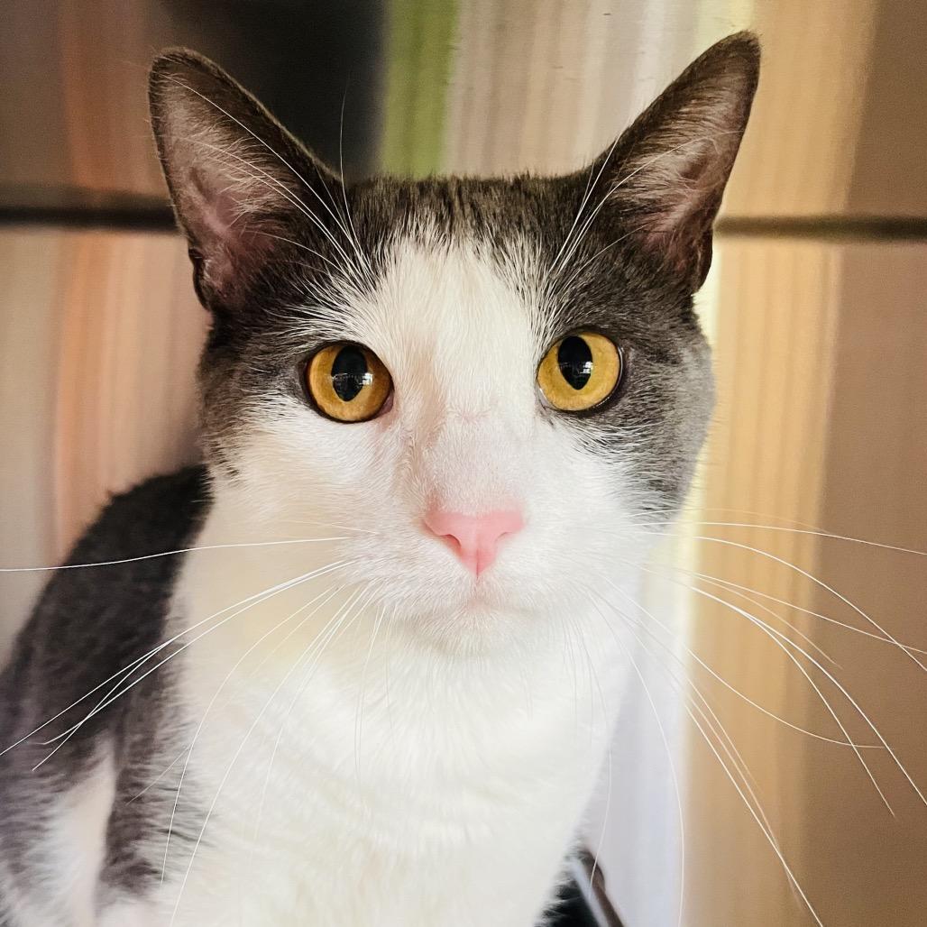 Sucar, a Adoptable Domestic Short Hair in Columbia Station, OH image 3/6