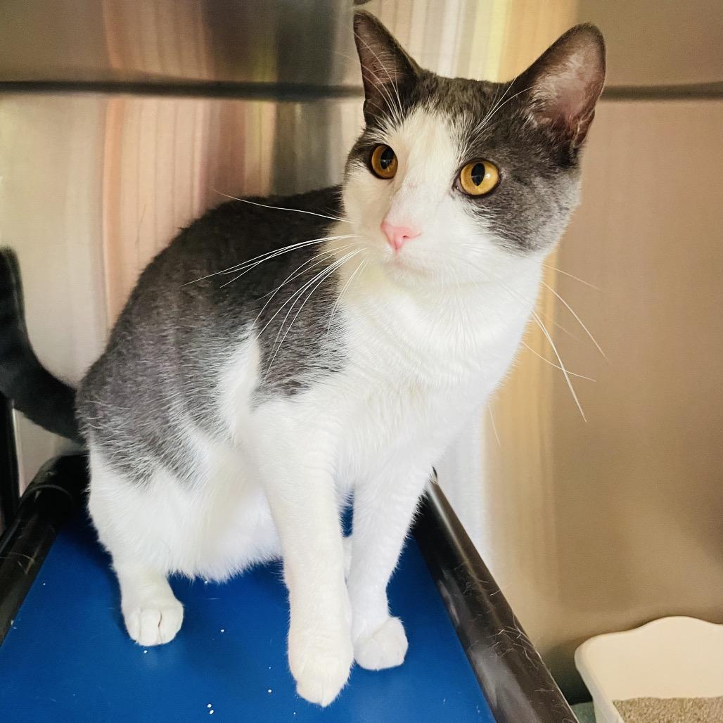 Sucar, a Adoptable Domestic Short Hair in Columbia Station, OH image 4/6