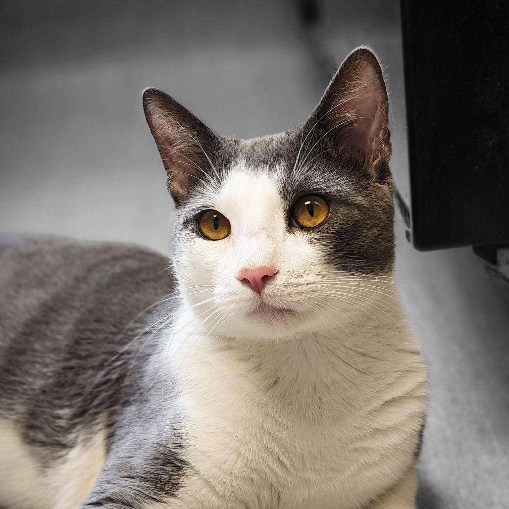 Sucar, a Adoptable Domestic Short Hair in Columbia Station, OH image 5/6