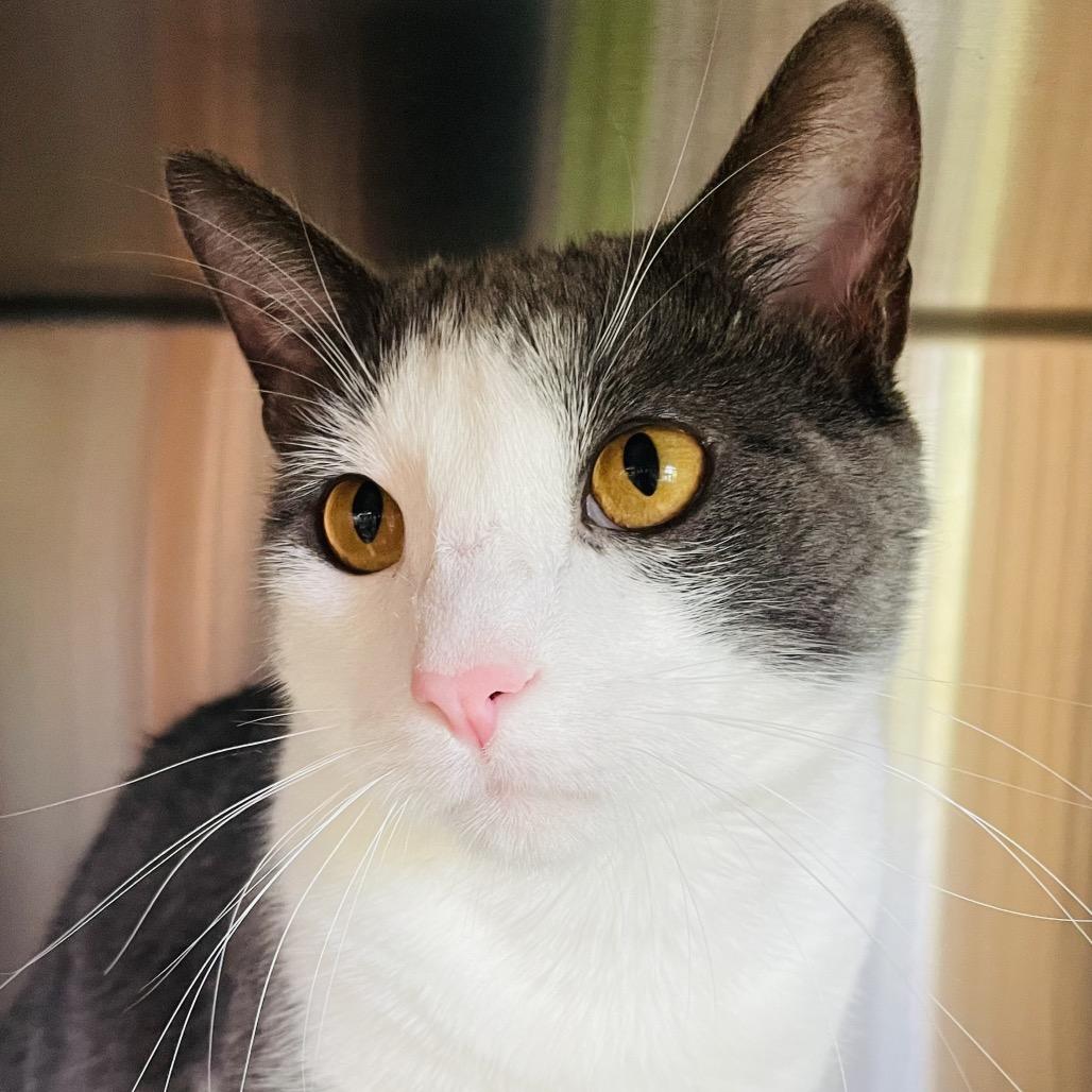 Sucar, a Adoptable Domestic Short Hair in Columbia Station, OH image 6/6