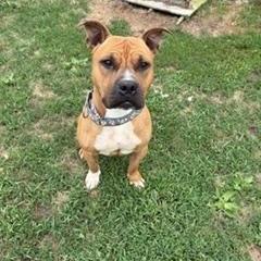 Enlarge Legend, a Adoptable mixed breed in Brockton, MA image 3/3