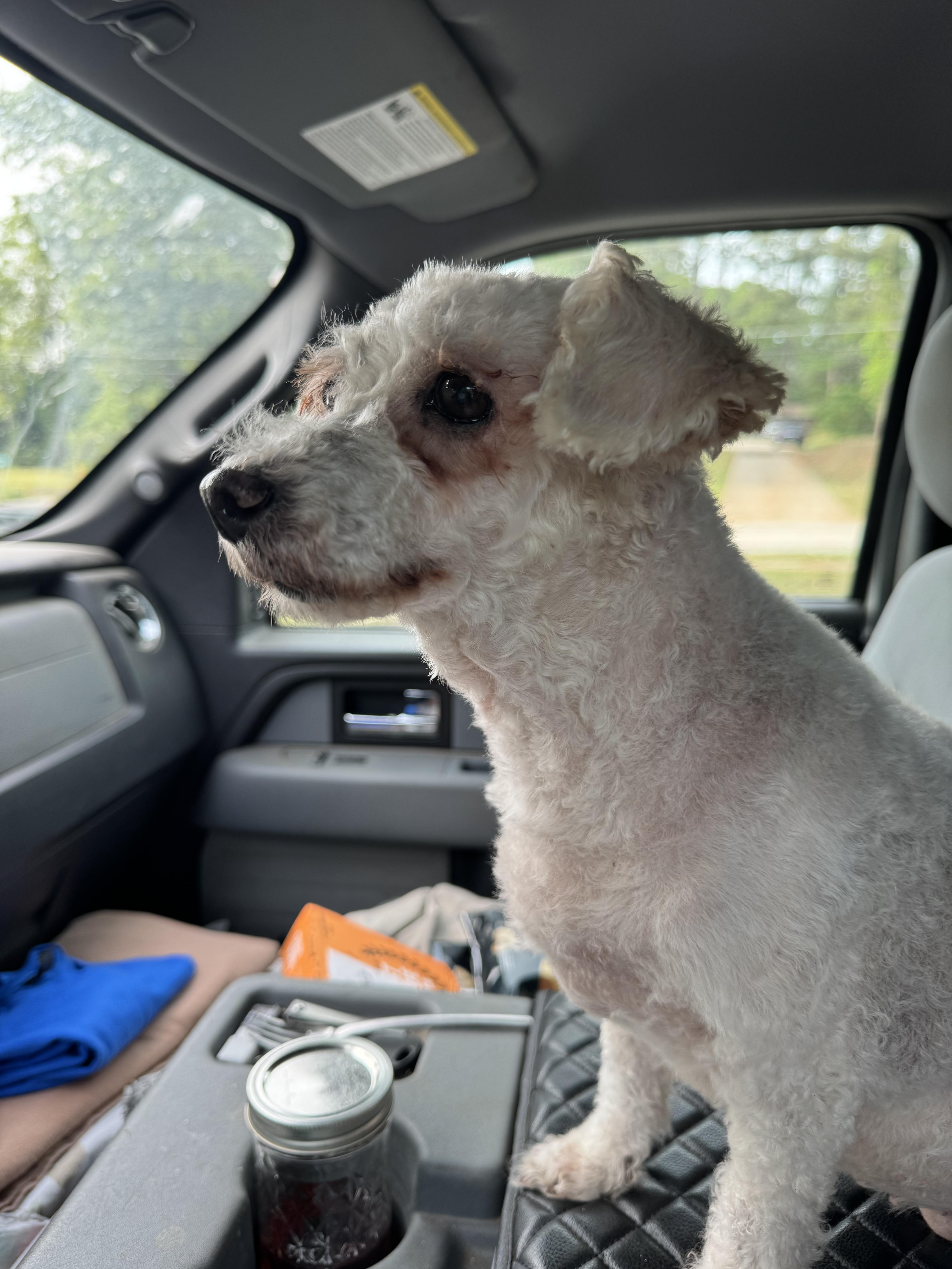 Simone, ADOPTABLE, Senior Female Poodle.