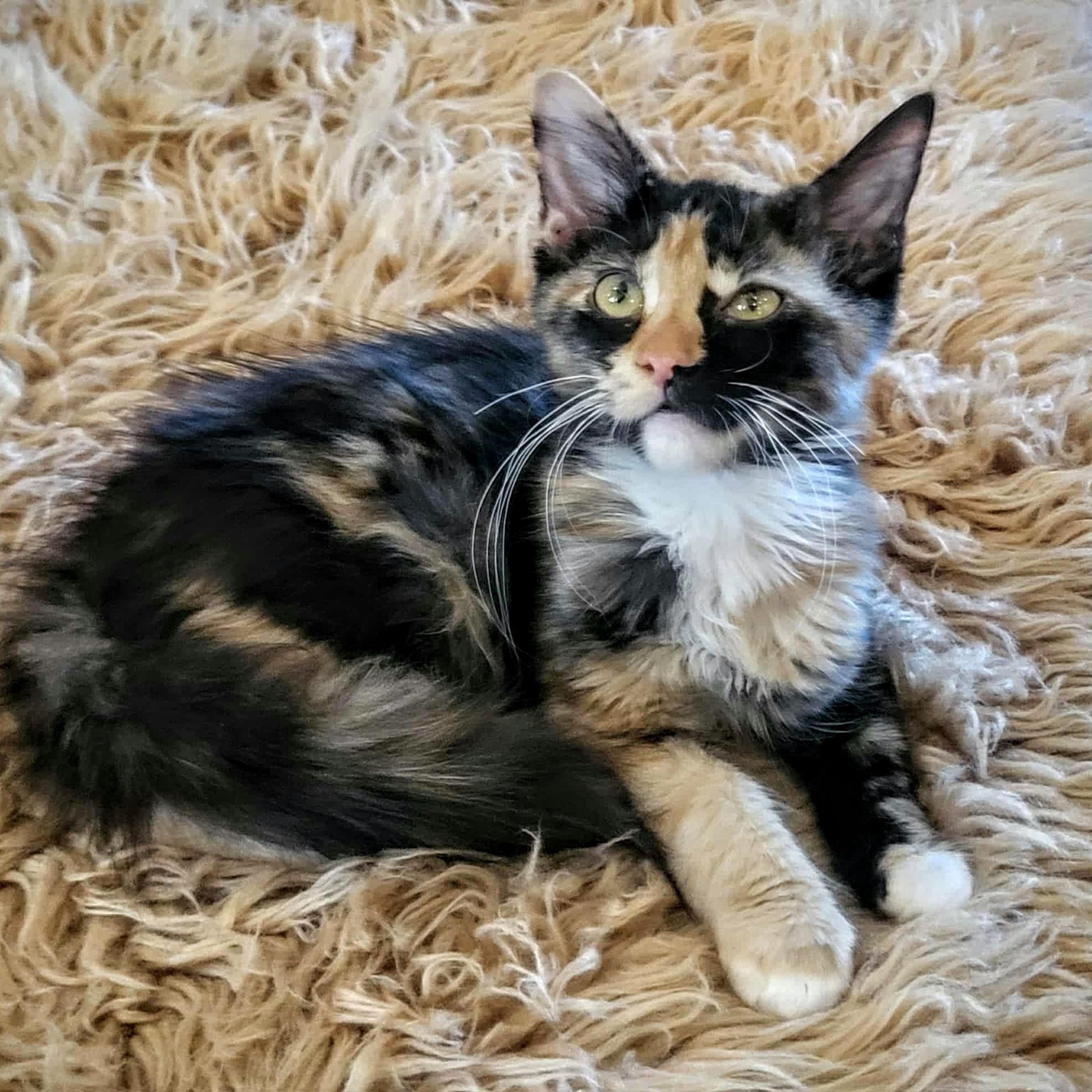 Nola, Adopted, Kitten Female Domestic Medium Hair.