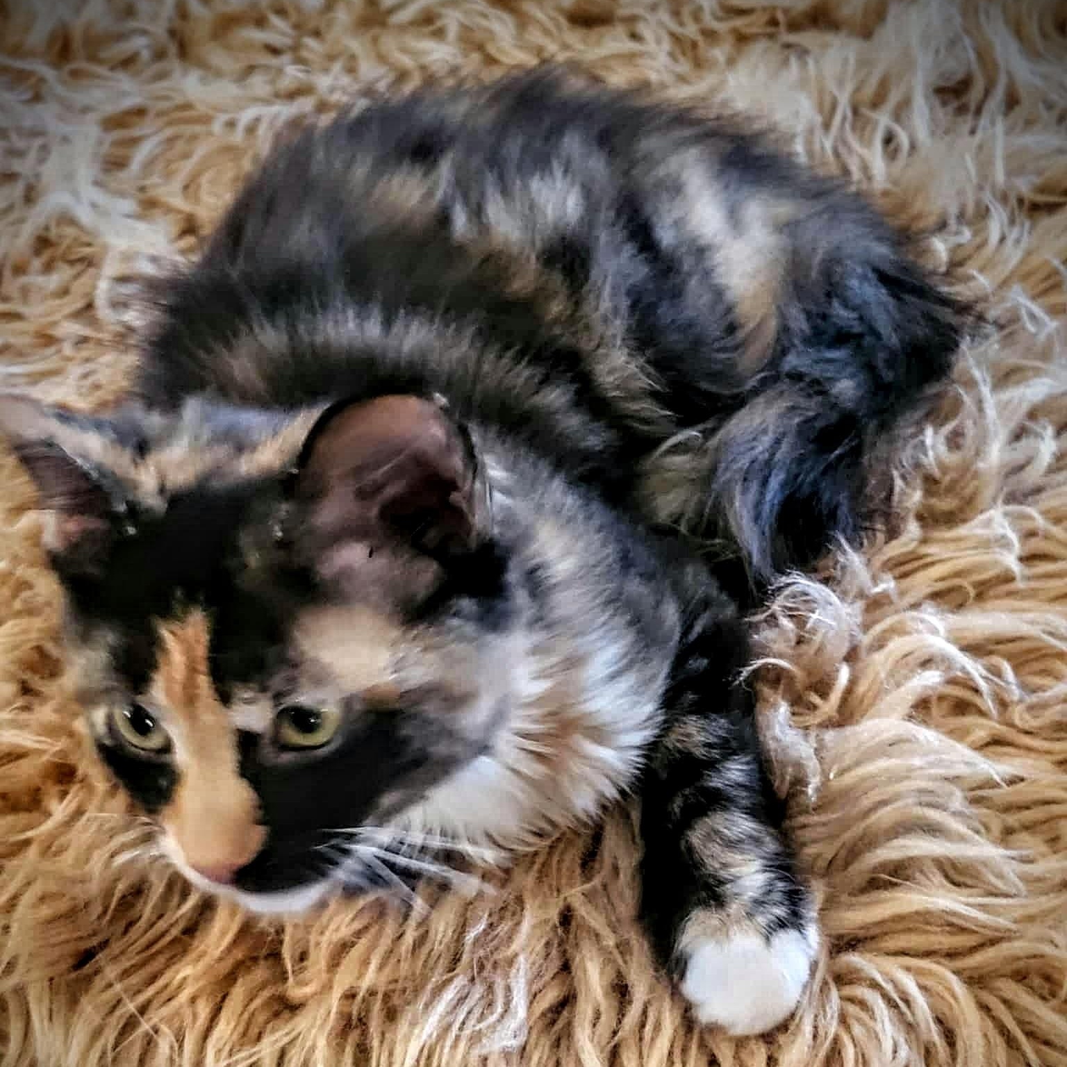 Nola, a Adopted Domestic Medium Hair in Greensburg, PA image 2/3