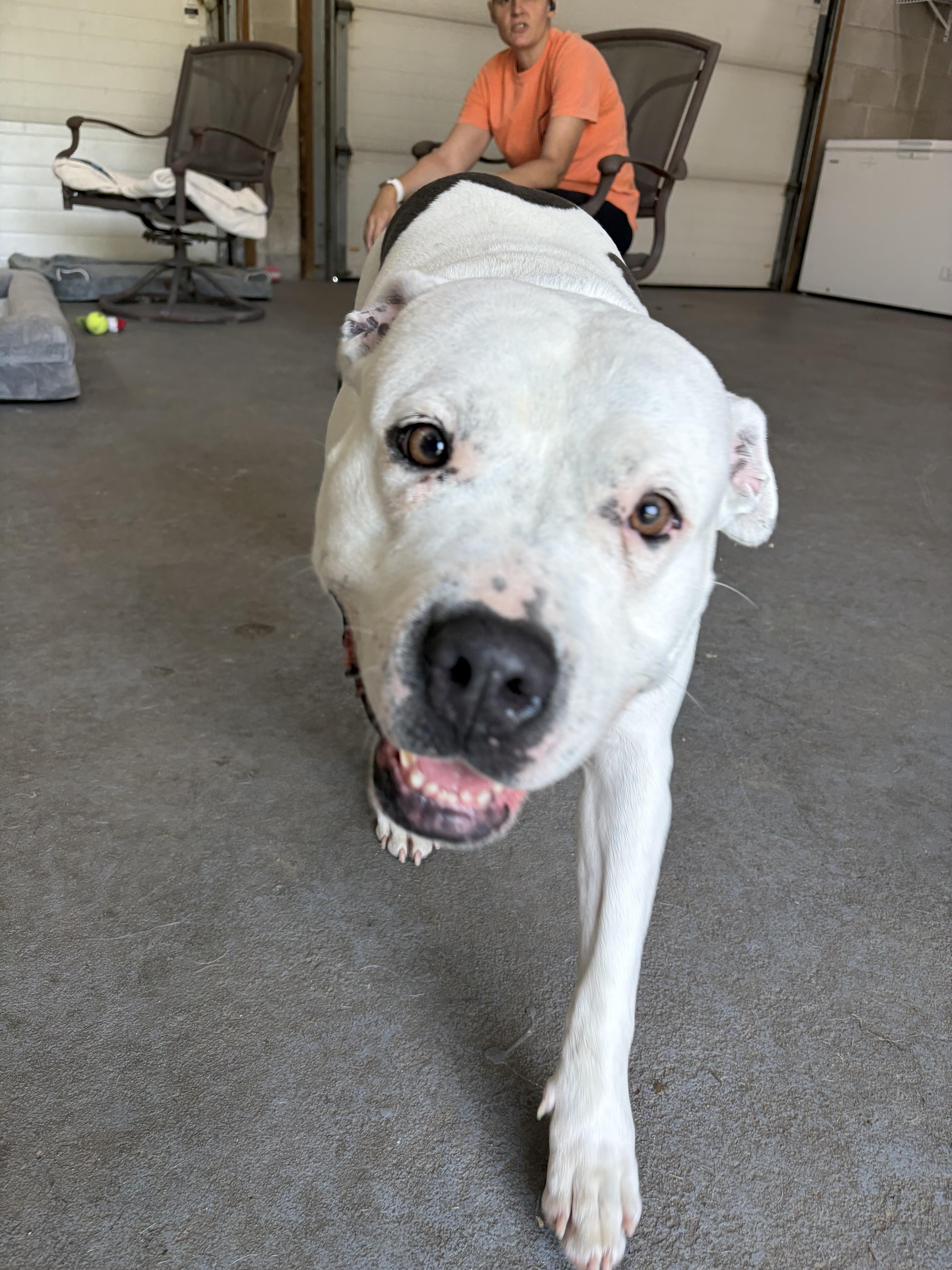 Khalessi, a ADOPTABLE mixed breed in Cranston, RI image 2/3