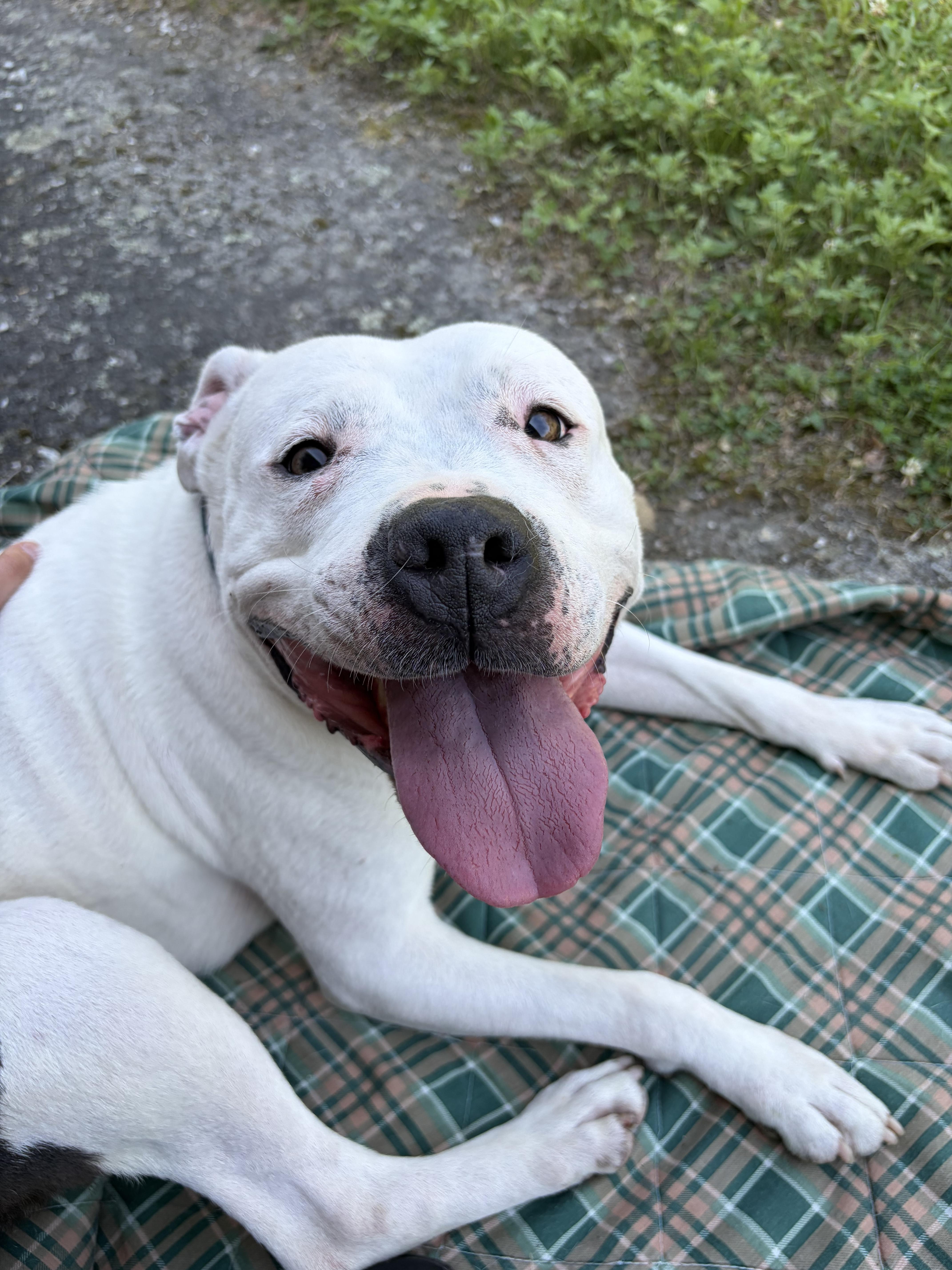 Khalessi, ADOPTABLE, Adult Female Staffordshire Bull Terrier.