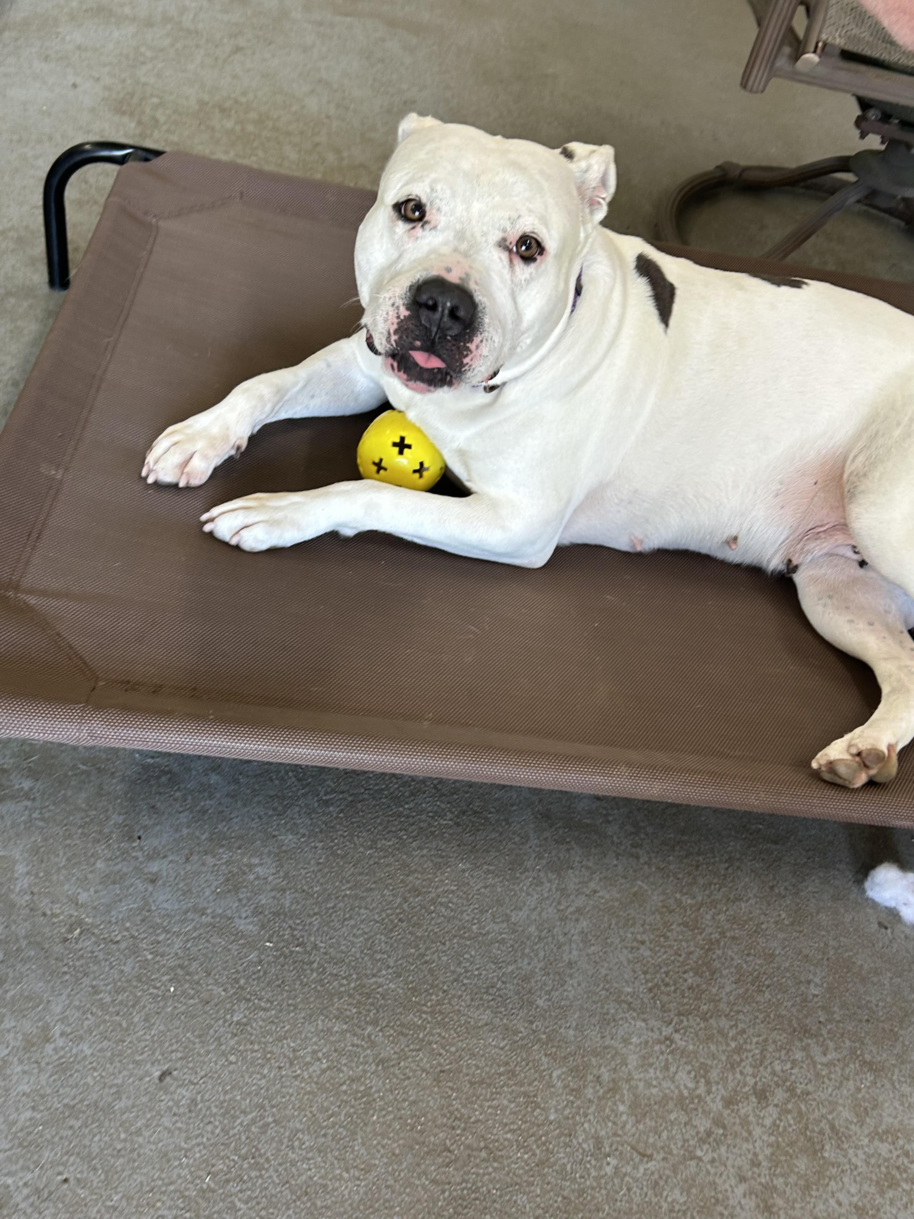 Enlarge Khalessi, a Adoptable mixed breed in Cranston, RI image 2/2
