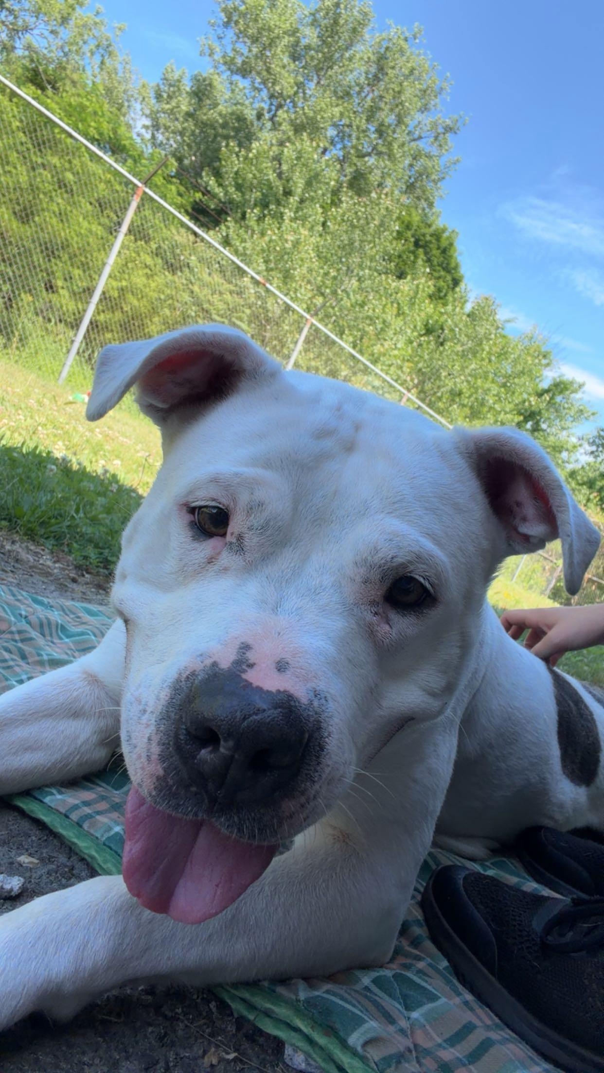 Khalessi, a ADOPTABLE mixed breed in Cranston, RI image 3/3