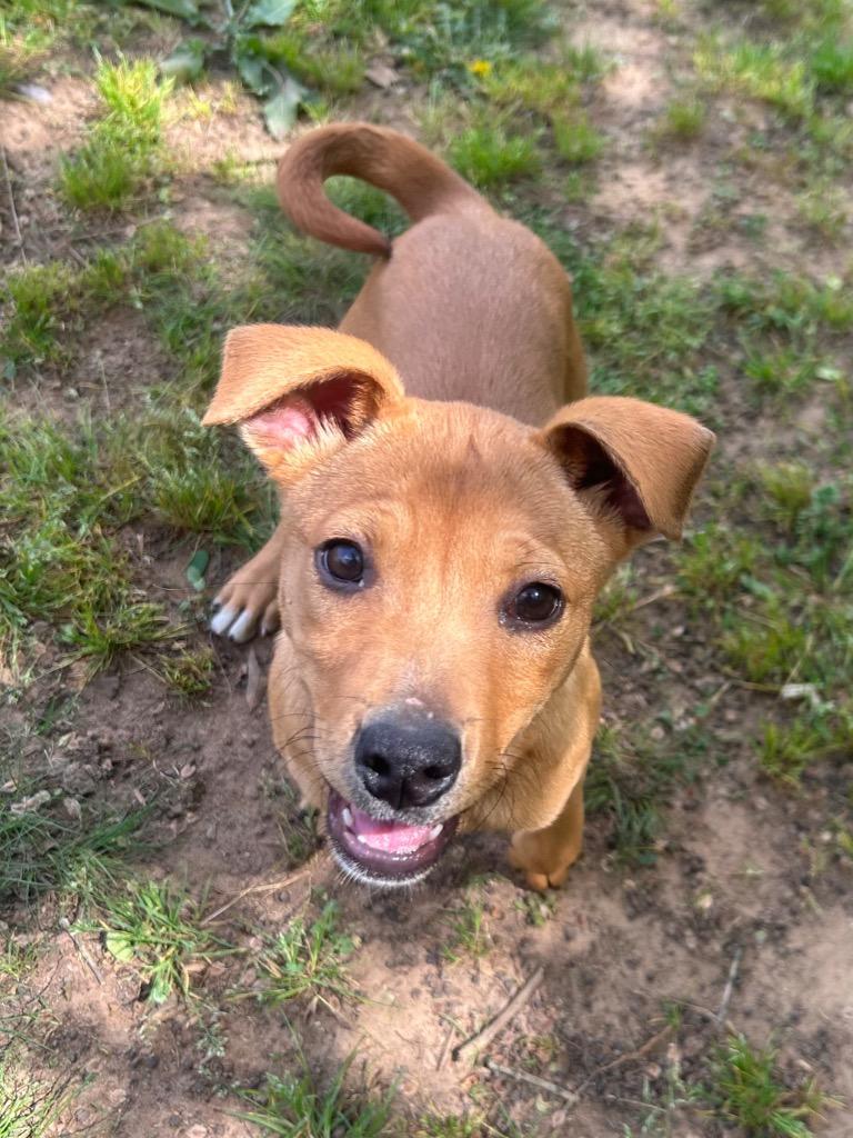 Olive (Spangle), Adopted, Puppy Female Hound & Pit Bull Terrier.