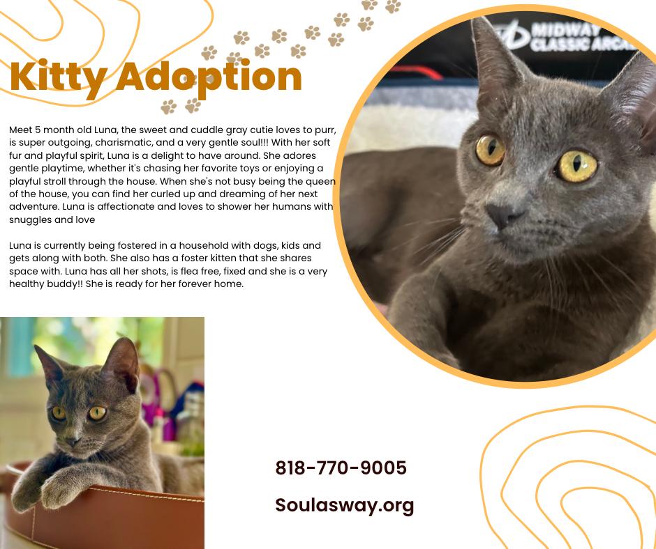 Enlarge Luna, a Adoptable Domestic Short Hair in Woodland Hills, CA image 2/5