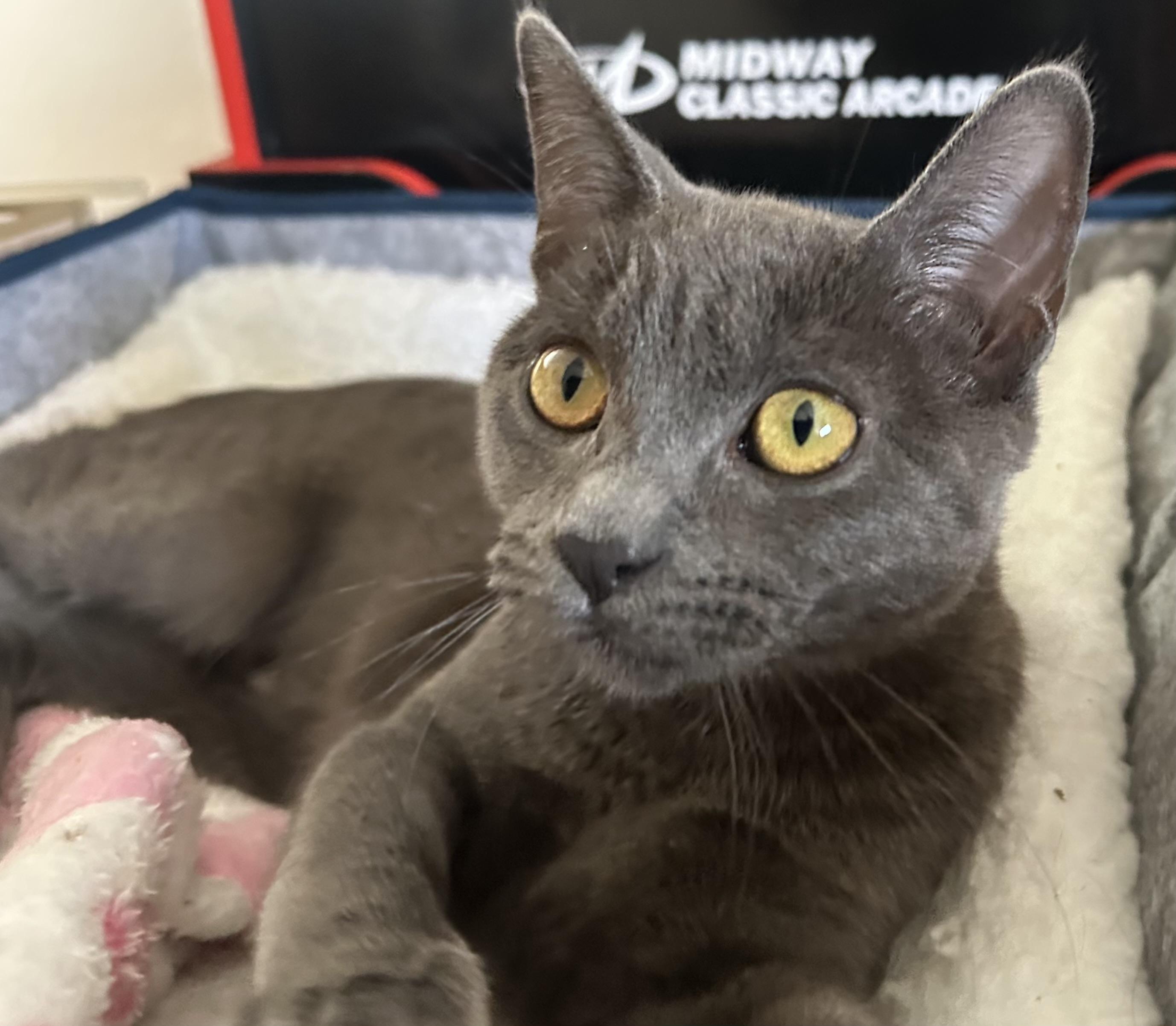 Enlarge Luna, a Adoptable Domestic Short Hair in Woodland Hills, CA image 3/5