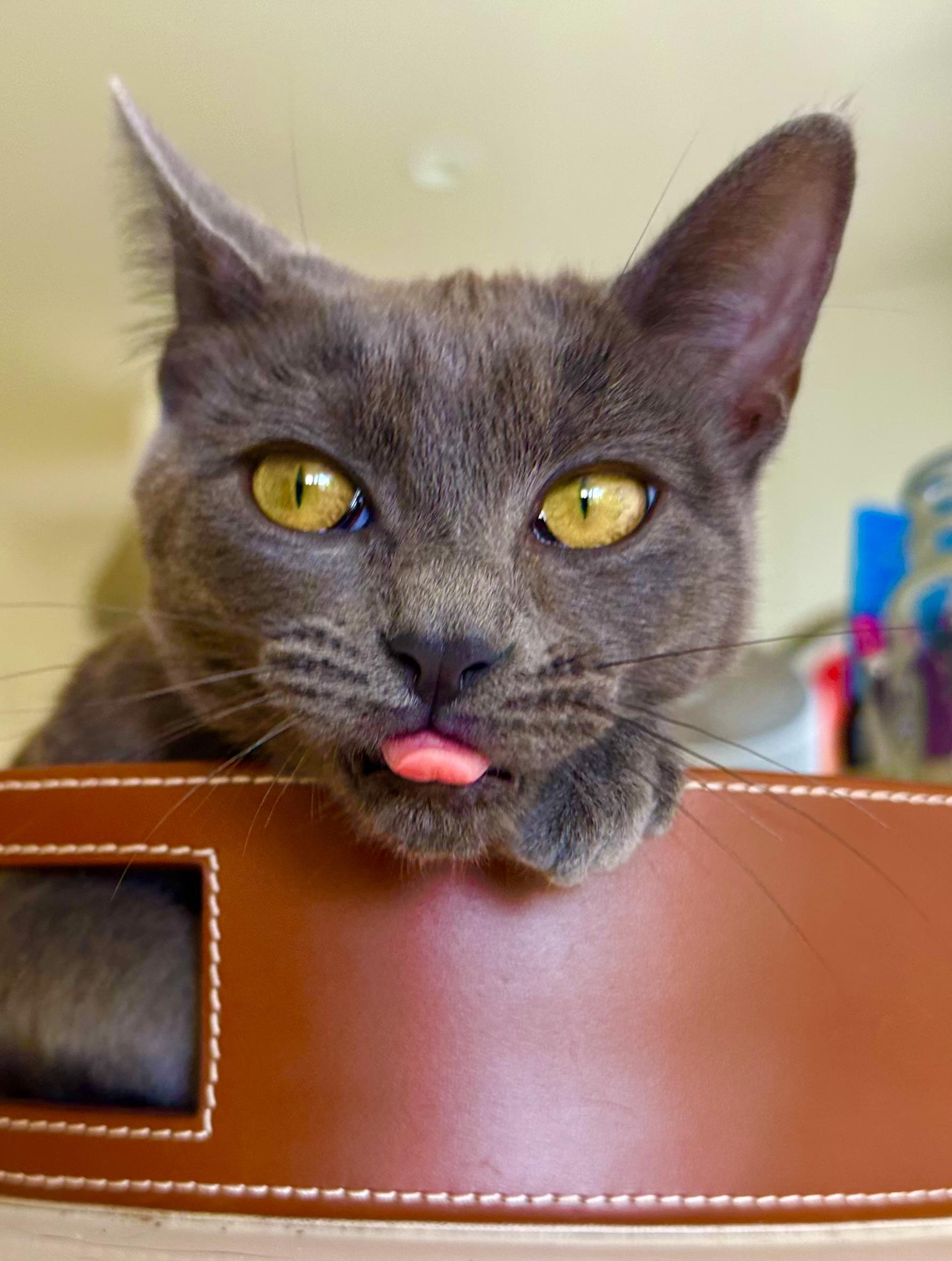 Enlarge Luna, a Adoptable Domestic Short Hair in Woodland Hills, CA image 4/5