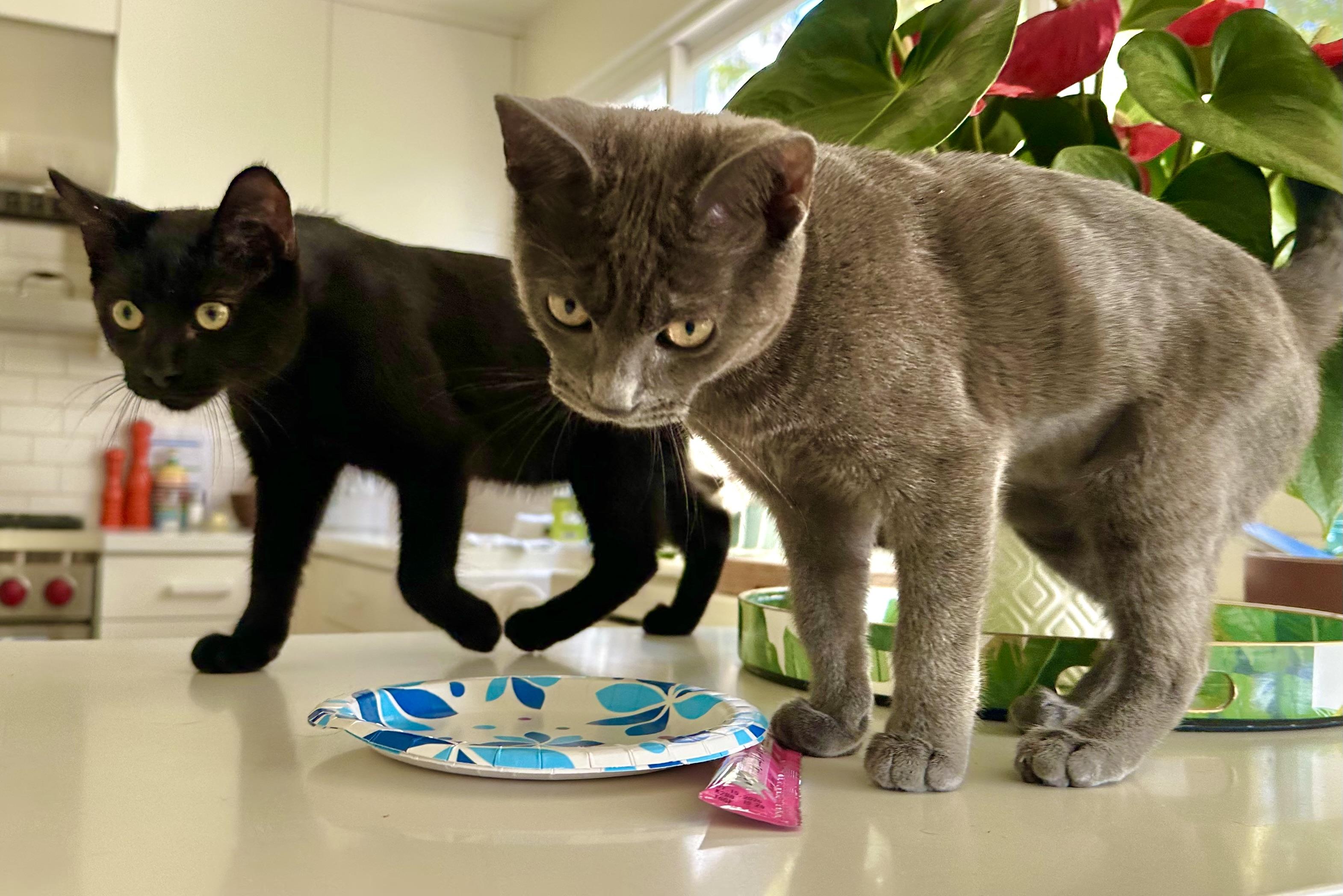 Enlarge Luna, a Adoptable Domestic Short Hair in Woodland Hills, CA image 5/5