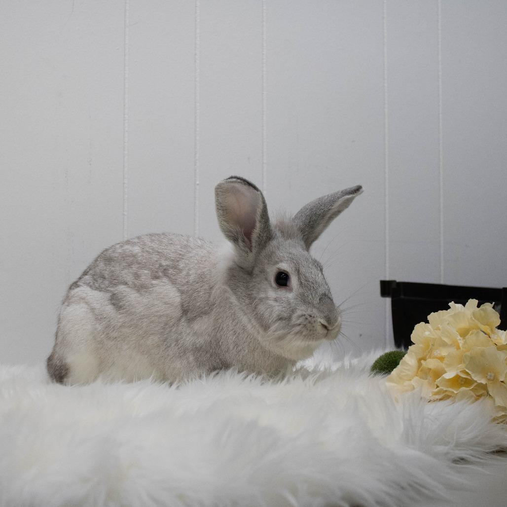 Yams, Adoptable, Young Female Lionhead & Florida White.