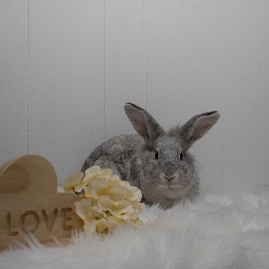 Enlarge Yams, a Adoptable mixed breed in Portland, OR image 3/6