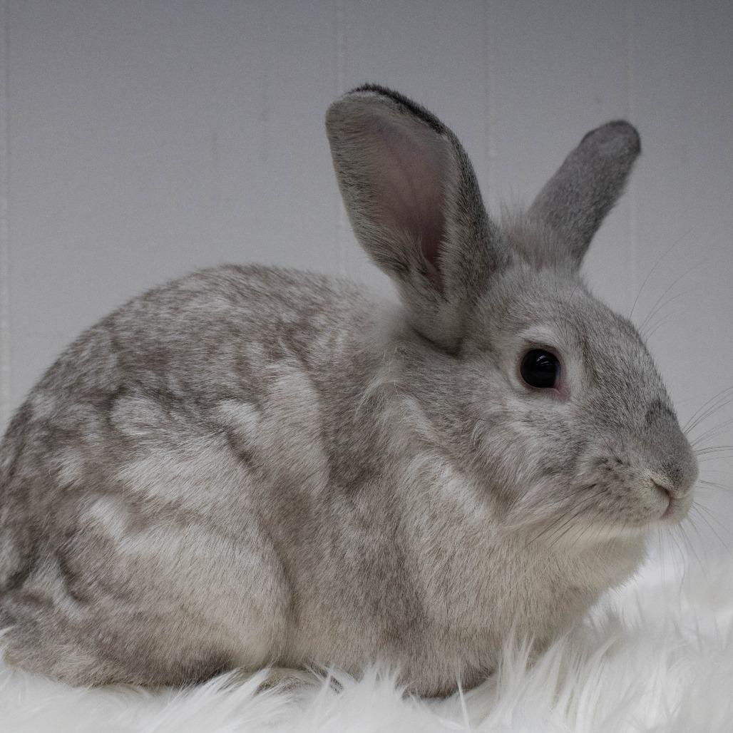 Enlarge Yams, a Adoptable mixed breed in Portland, OR image 4/6