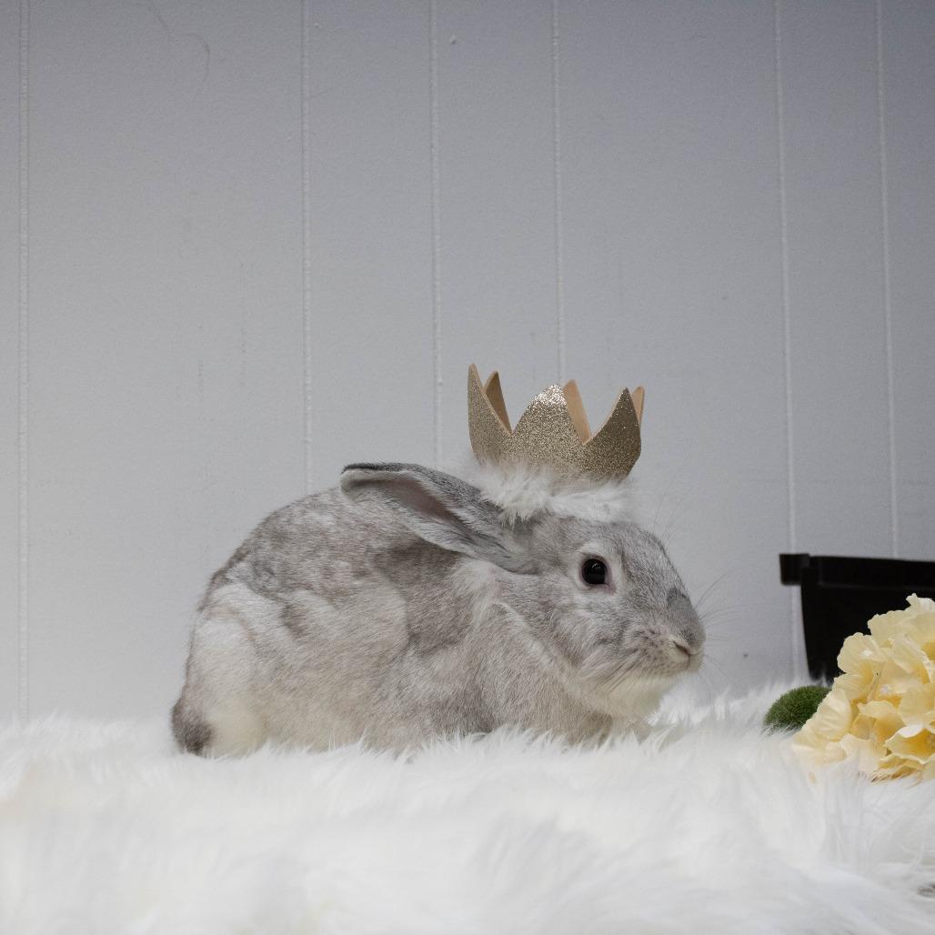 Enlarge Yams, a Adoptable mixed breed in Portland, OR image 5/6