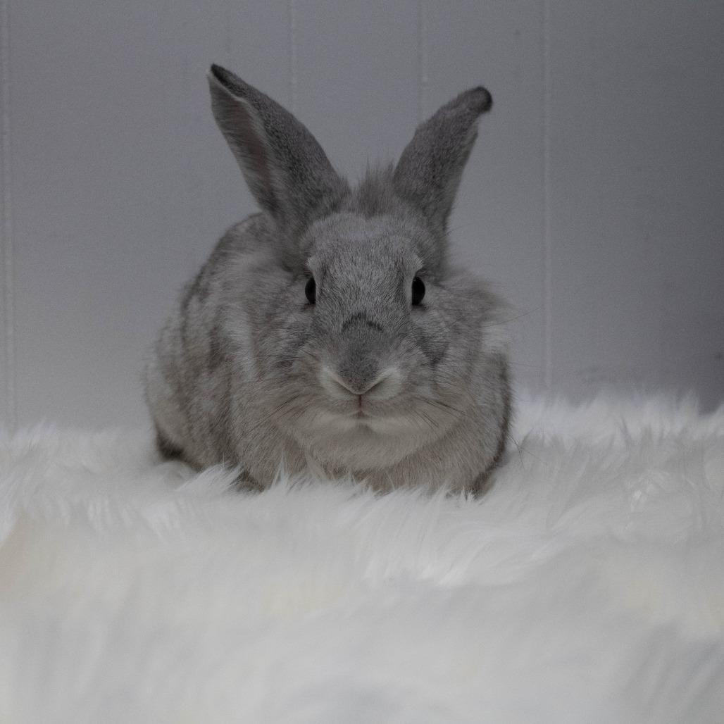 Enlarge Yams, a Adoptable mixed breed in Portland, OR image 6/6