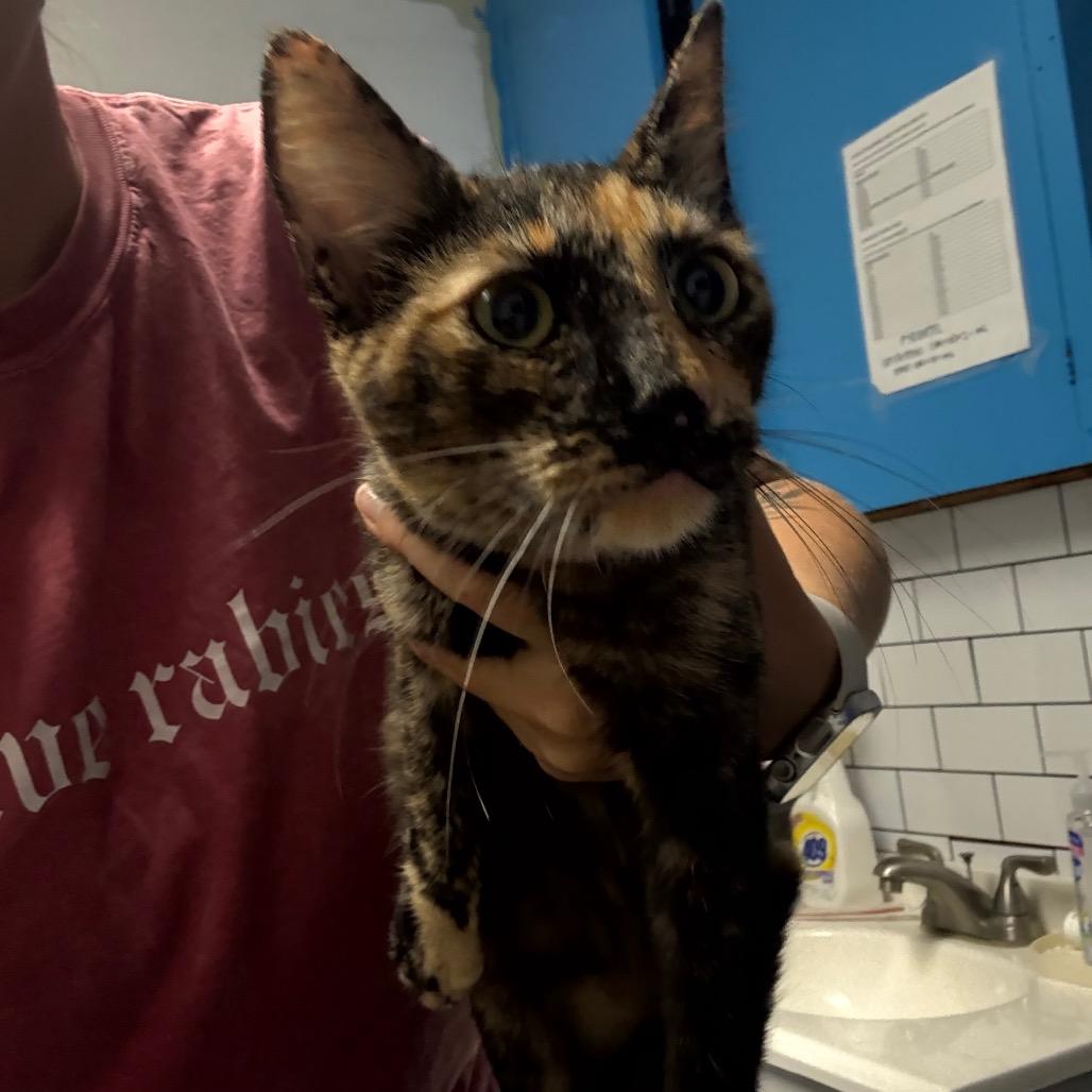 Yam, Adoptable, Young Female Domestic Short Hair.