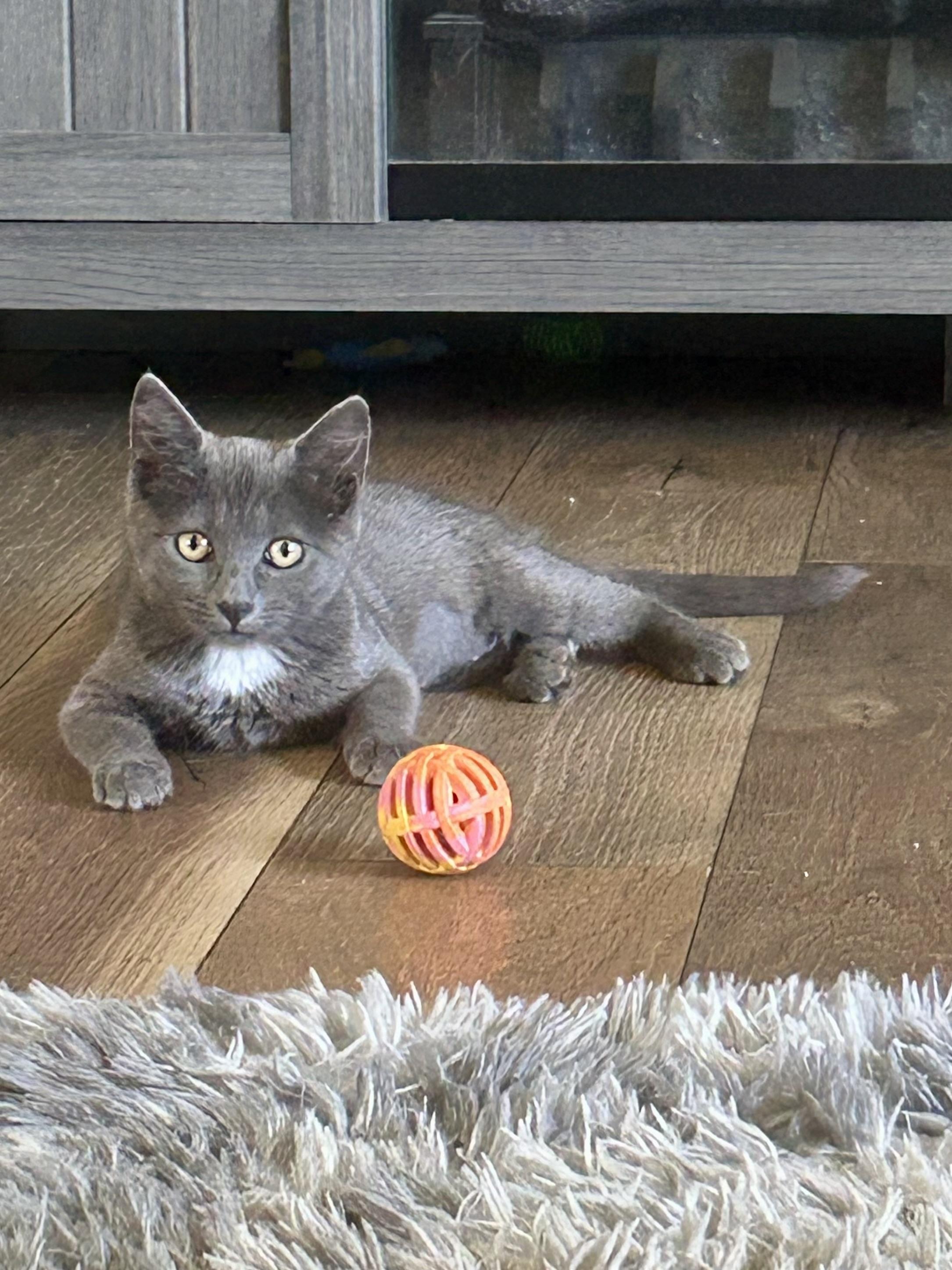Enlarge Marjorie, a Adopted Domestic Short Hair in Bellmawr, NJ image 5/5