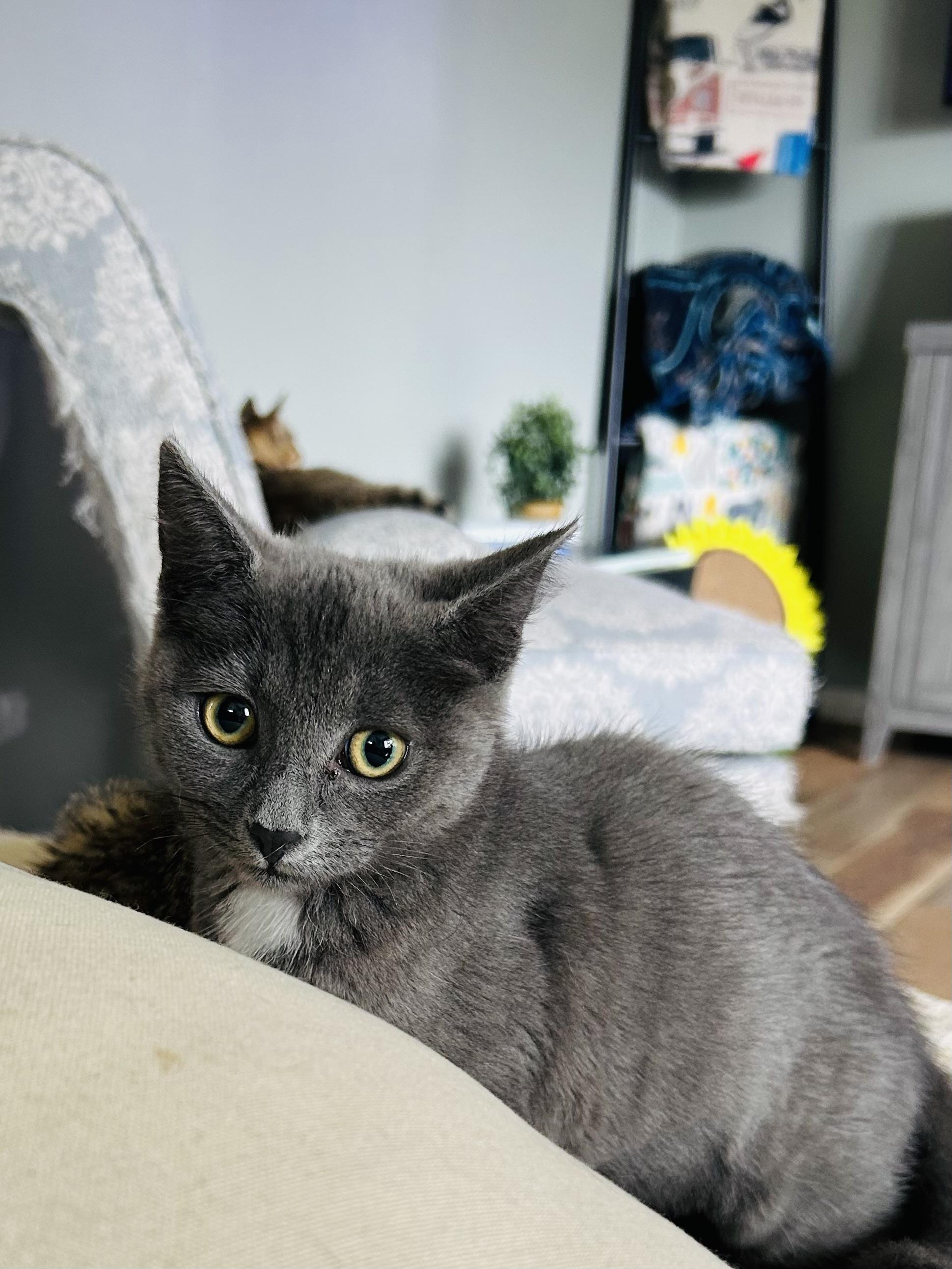 Enlarge Marjorie, a Adopted Domestic Short Hair in Bellmawr, NJ image 4/5