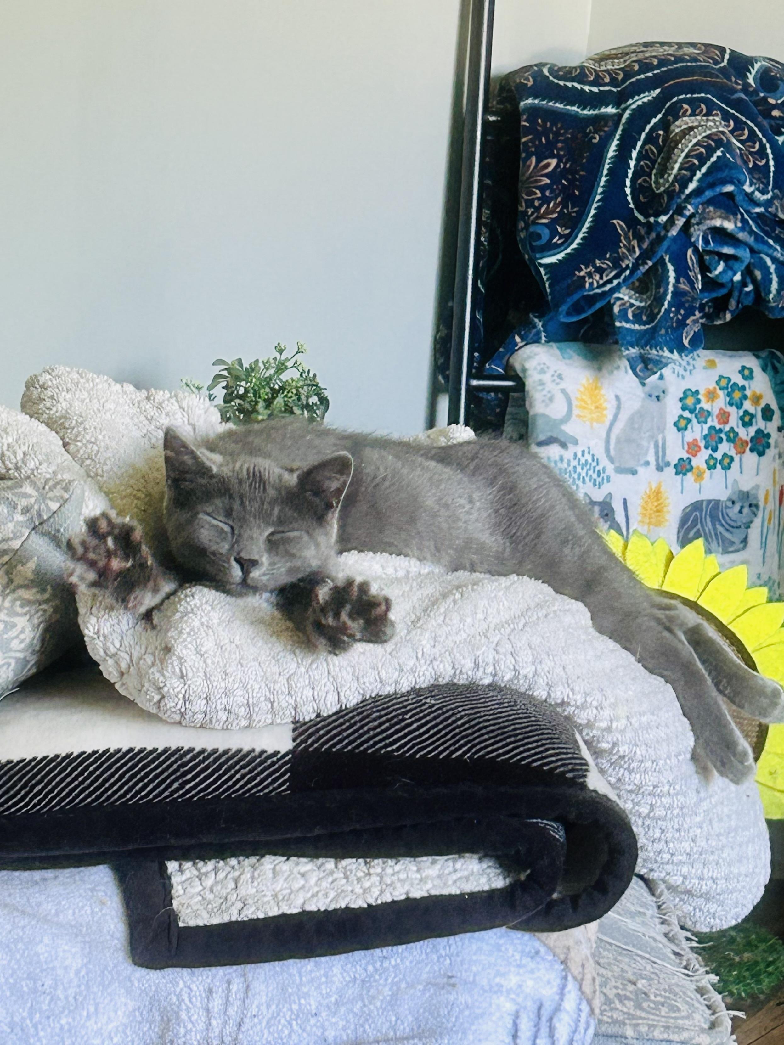 Enlarge Marjorie, a Adopted Domestic Short Hair in Bellmawr, NJ image 3/5