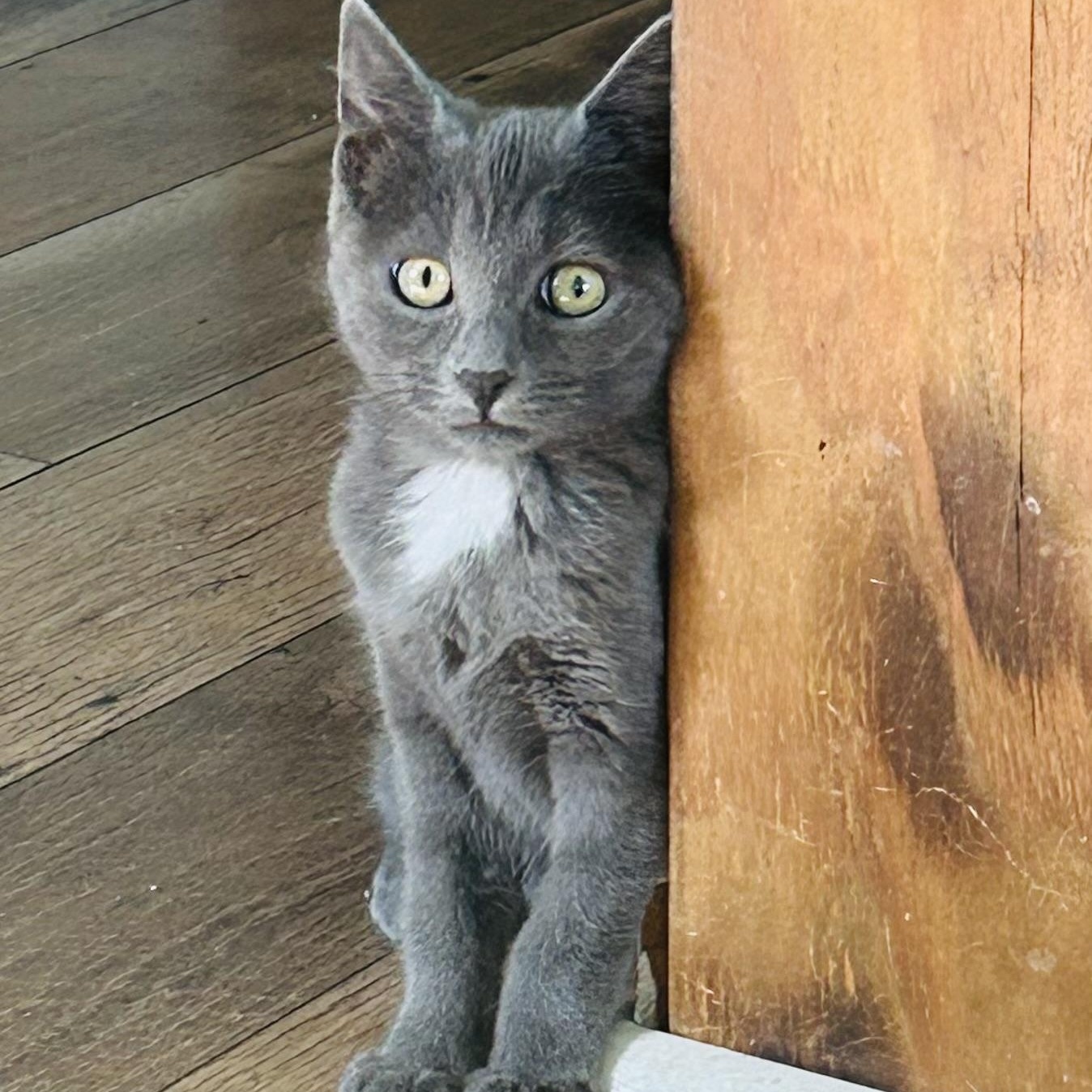 Enlarge Marjorie, a Adopted Domestic Short Hair in Bellmawr, NJ image 1/5