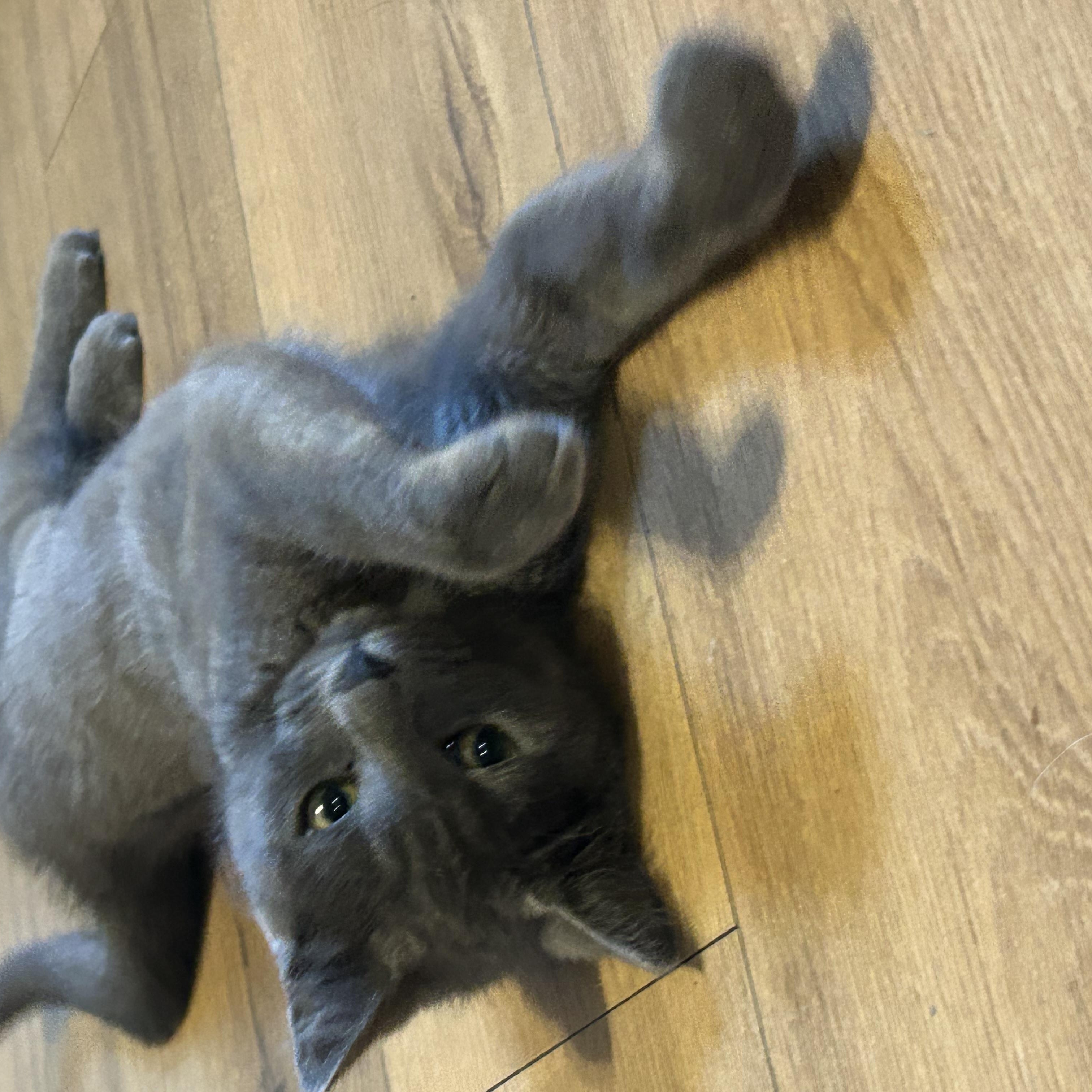 Enlarge Marjorie, a Adopted Domestic Short Hair in Bellmawr, NJ image 2/5