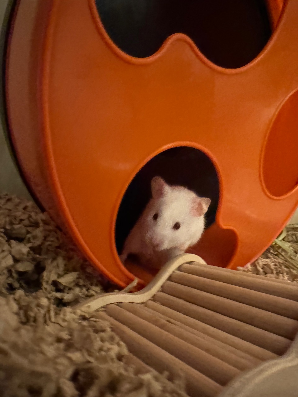 Enlarge Winnie, a Adopted Hamster in Higganum, CT image 2/4