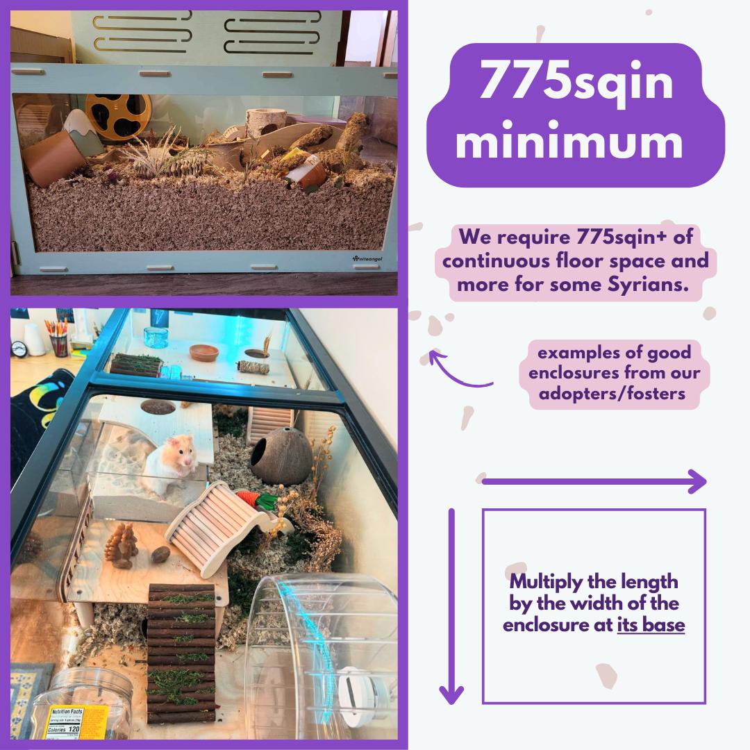 Enlarge Winnie, a Adopted Hamster in Higganum, CT image 4/4