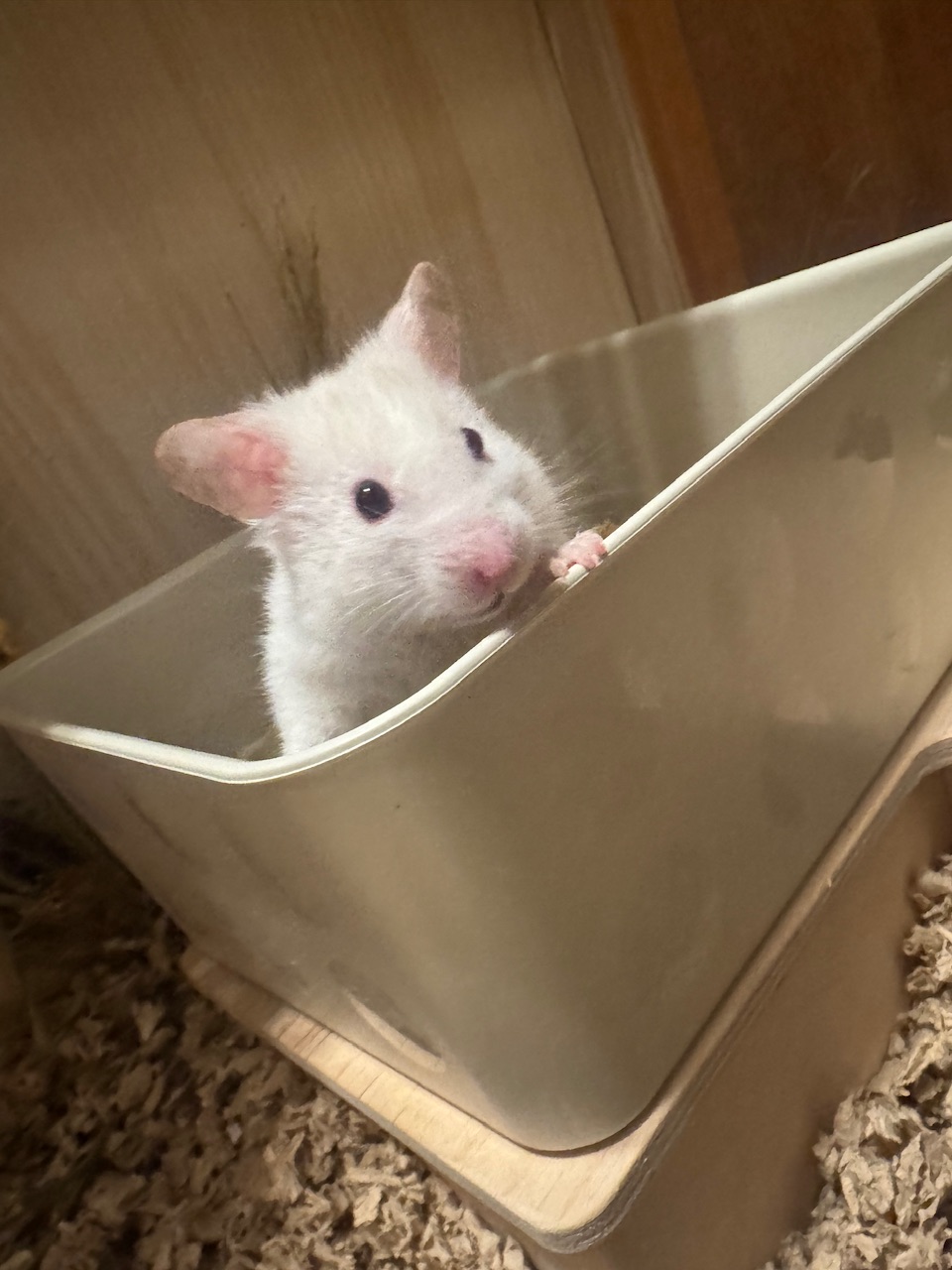 Enlarge Winnie, a Adopted Hamster in Higganum, CT image 1/4