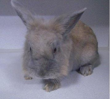 Enlarge Bunnies, a Adoptable Lop Eared in Vacaville, CA image 1/1