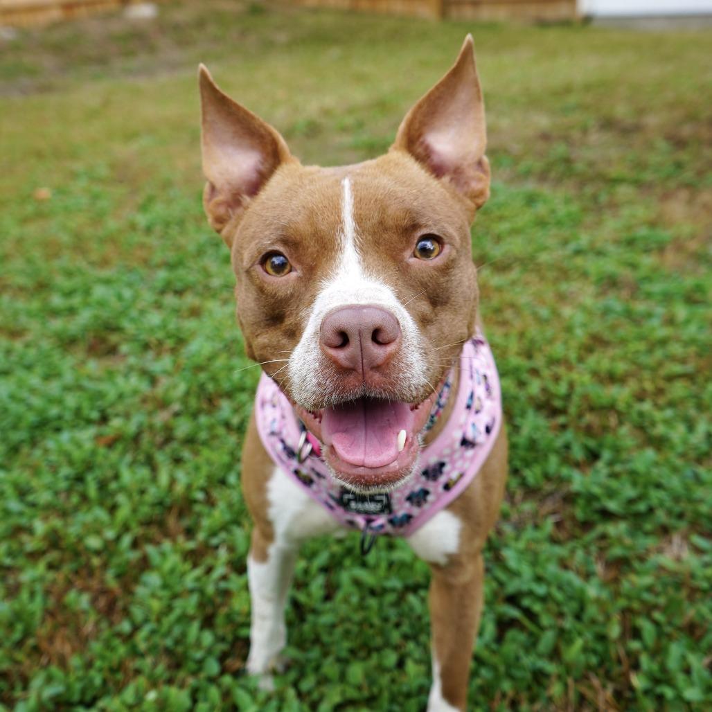 Enlarge Brooke 2802, a Adoptable Mixed Breed in Columbus, GA image 1/4