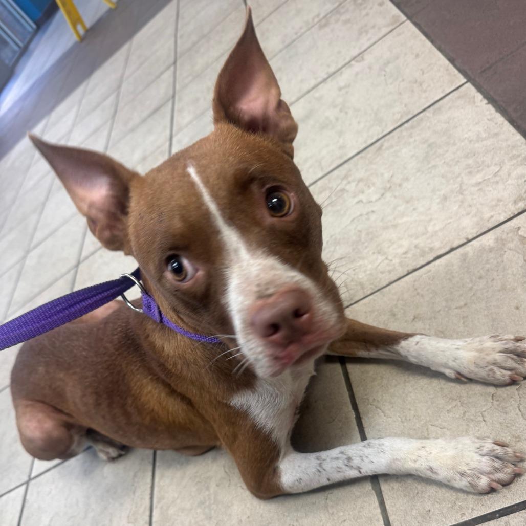 Enlarge Brooke 2802, a Adoptable Mixed Breed in Columbus, GA image 2/4