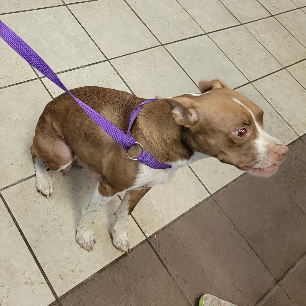 Enlarge Brooke 2802, a Adoptable Mixed Breed in Columbus, GA image 3/4