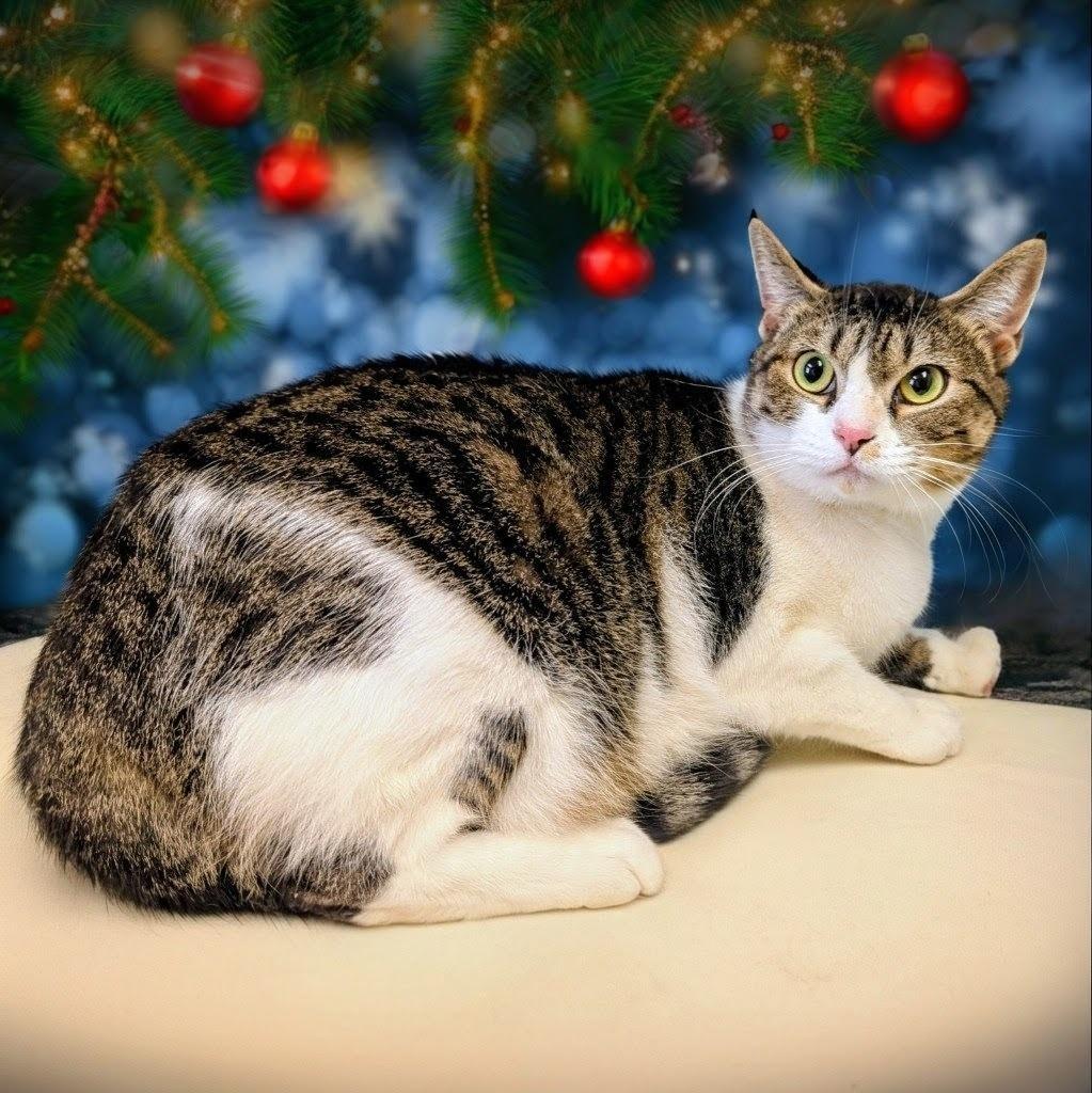 Peppermint Patty, Adoptable, Adult Female Domestic Short Hair.