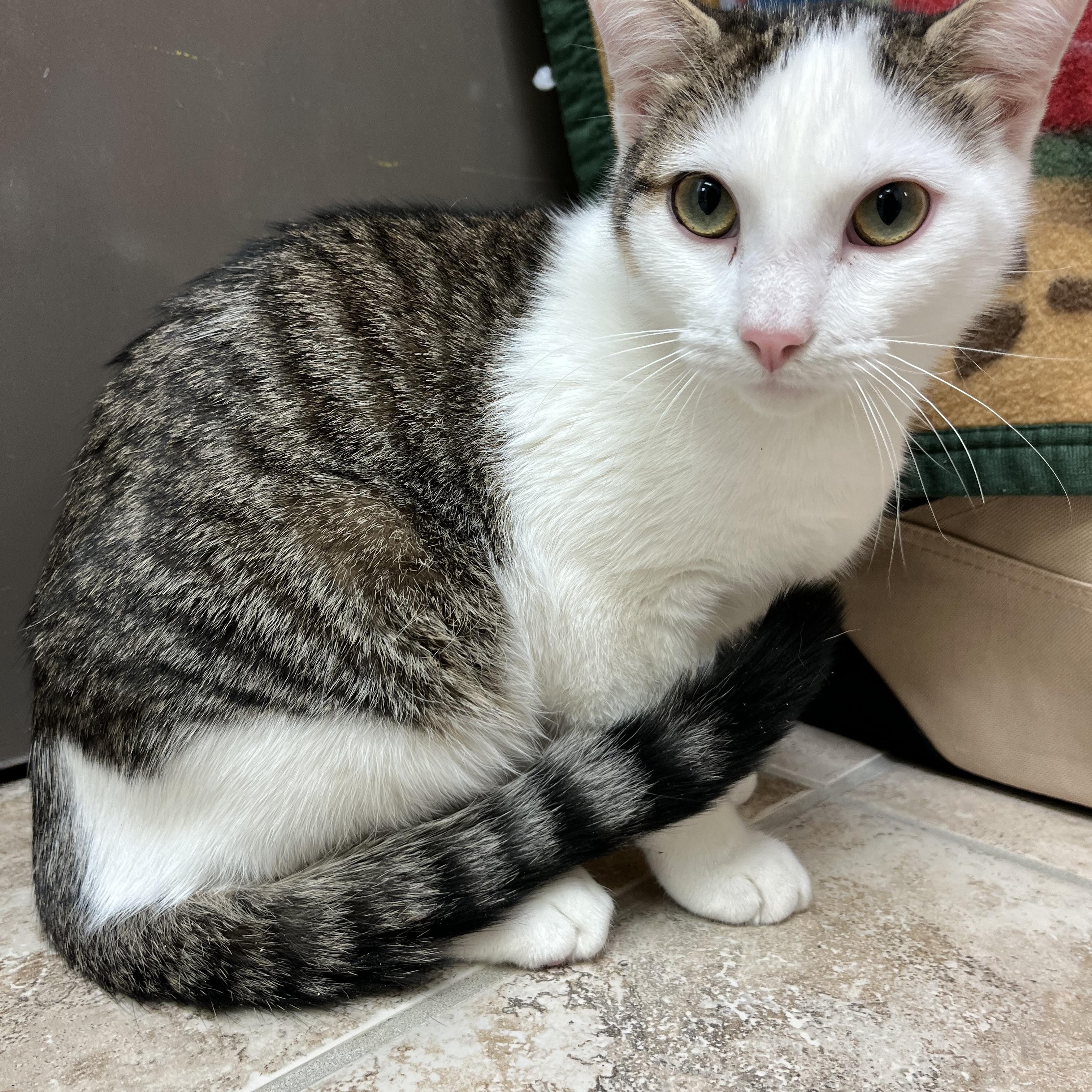 Tiger, ADOPTABLE, Young Male Domestic Short Hair.