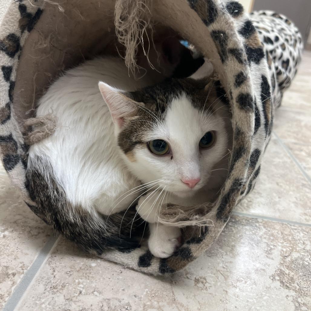 Tiger, ADOPTABLE, Young Male Domestic Short Hair.