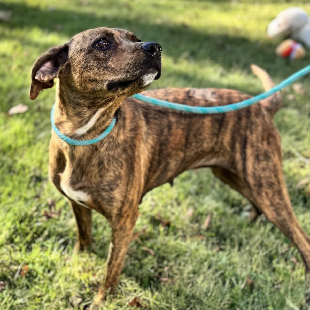 XENA, Adoptable, Adult Female Plott Hound.