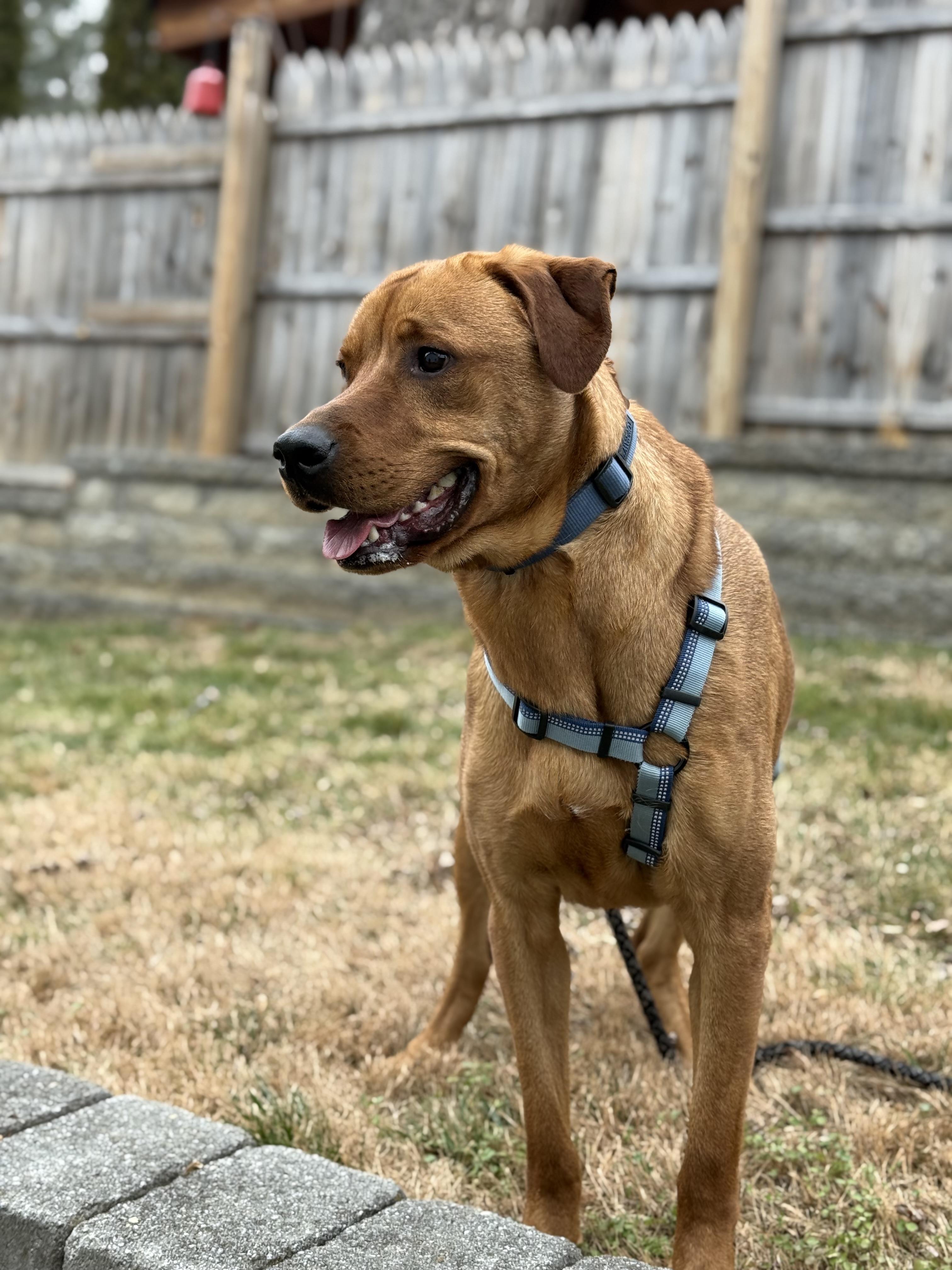 Enlarge Nicholas, a Adoptable mixed breed in Eugene, OR image 3/4