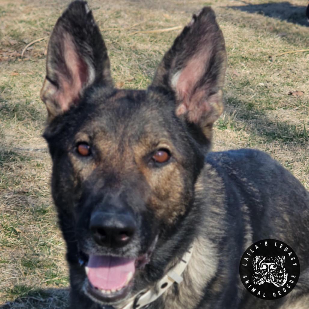 Enlarge Tessa, a Adoptable German Shepherd Dog in Washington, DC image 1/3