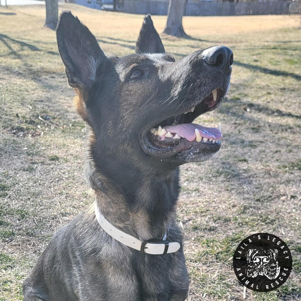 Enlarge Tessa, a Adoptable German Shepherd Dog in Washington, DC image 2/3